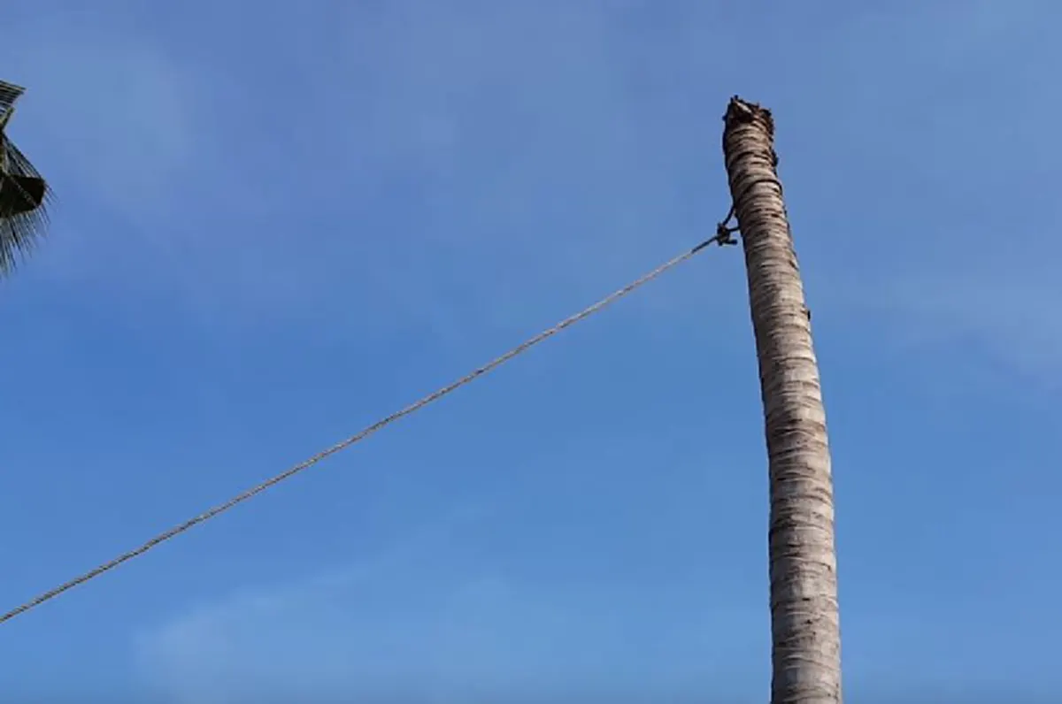 โอ้วแม่เจ้า..นั่นคืออะไร?? ชาวบ้านกำลังตัดต้นไม้ จู่ๆ พบวัตถุประหลาด? สีเหลืองมีรู? พอดึงออกมา! เล่นเอาเฮกันยกใหญ่!! (คลิป)