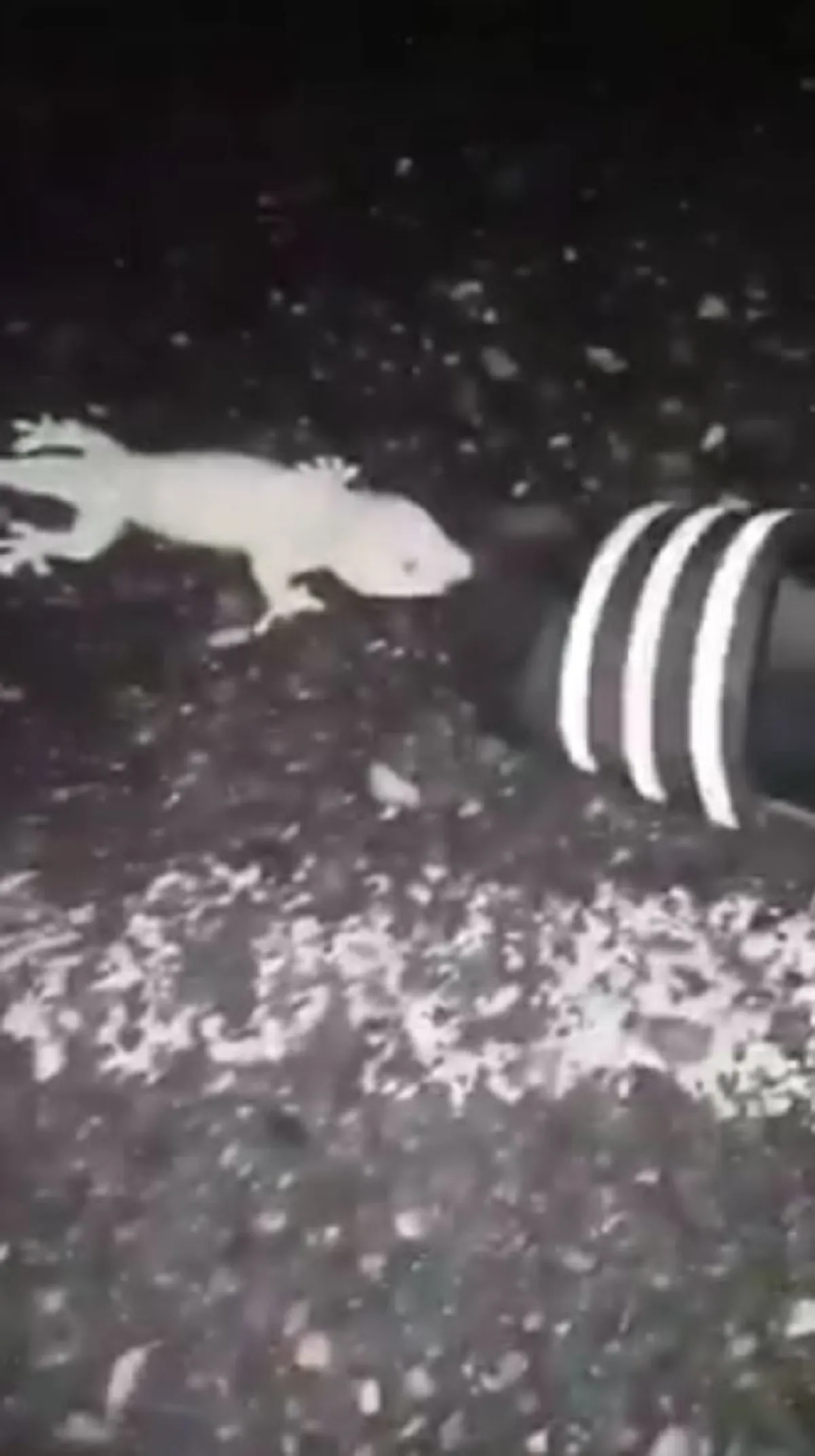 เจอแบบนี้จะทำยังไง!? หนุ่มแทบผงะ! ถูก "ตุ๊กแก" กัดรองเท้า แน่นฝังลึก ไม่ยอมปล่อยง่ายๆ (คลิป)