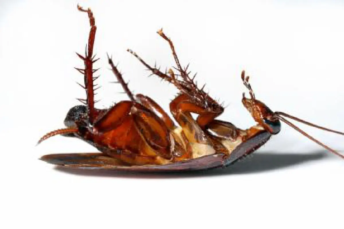 ไขข้อสงสัย!! ทำไม? "แมลงสาบ" ต้อง "หงายท้อง" ตาย !! เชิญพบกับคำตอบแท้จริง ที่ไม่มีใครเคยรู้มาก่อน! (คลิป)