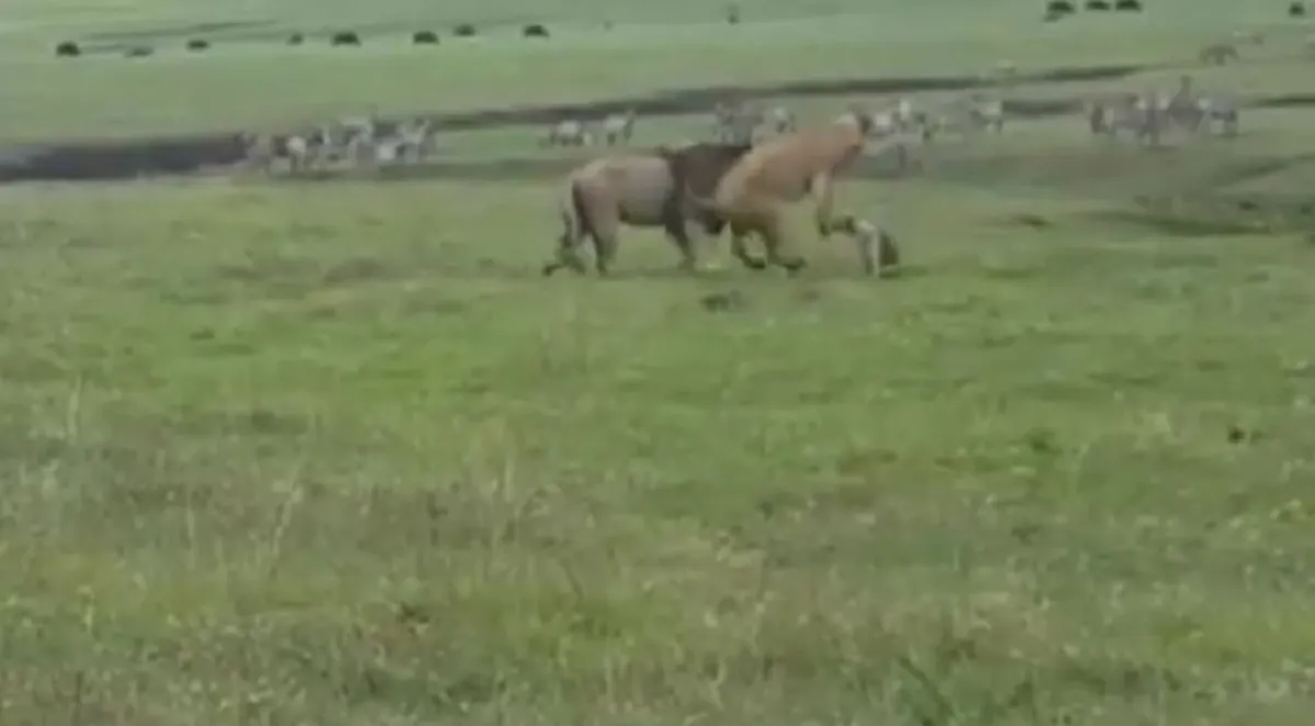 ไปอย่างสิง..กลับอย่างหมา!! "2 สิงโต" นอนเล่นในทุ่งหญ้า สะดุ้ง! จู่ๆ ตูบขาโหด! พุ่งเห่าโดดงับ อย่างไม่เกรงกลัว งานนี้ให้มันรู้กันว่าใครใหญ่!