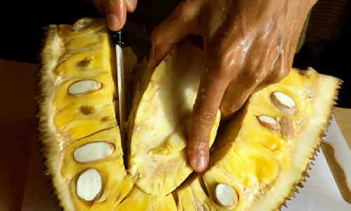 เม็ดขนุนต้ม ของกินเล่นราคาถูก ช่วยต้านมะเร็ง ชะลอความแก่