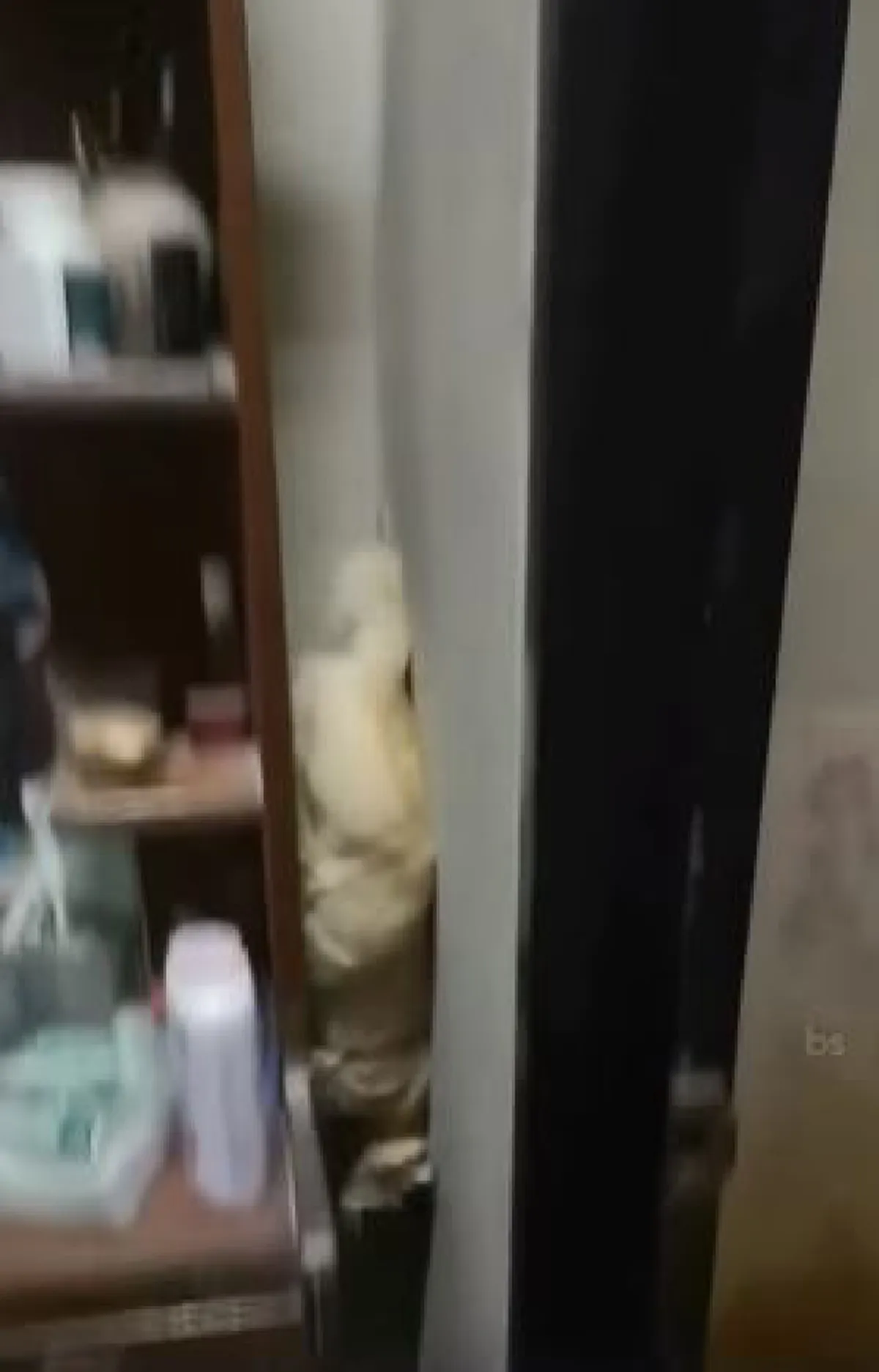 เจ้าเหมียวสุดทะเล้นกับท่าปีนลงจากตู้ที่ไม่ธรรมดา (คลิป)