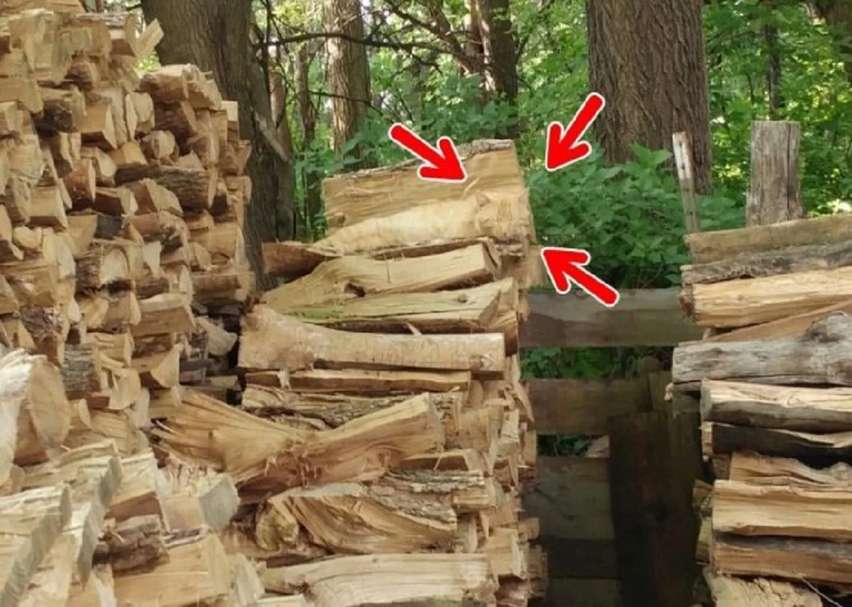 จะแน่สักแค่ไหนเชียว!? คนตาดีเดินเข้ามา! ท้าสายตา กับ "10 สัตว์ปริศนา ซ่อนในภาพ" จะหาเจอหรือเปล่า? ถ้าแน่จริงลองดู!! (ภาพ)