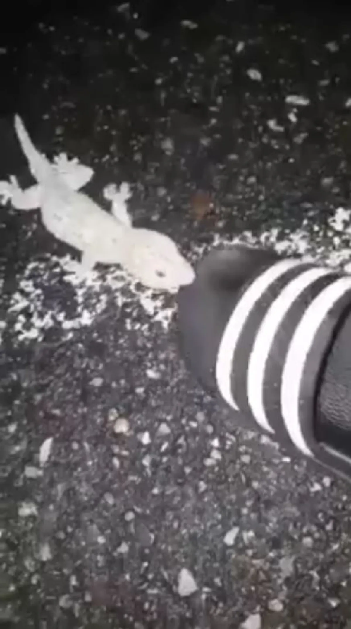 เจอแบบนี้จะทำยังไง!? หนุ่มแทบผงะ! ถูก "ตุ๊กแก" กัดรองเท้า แน่นฝังลึก ไม่ยอมปล่อยง่ายๆ (คลิป)