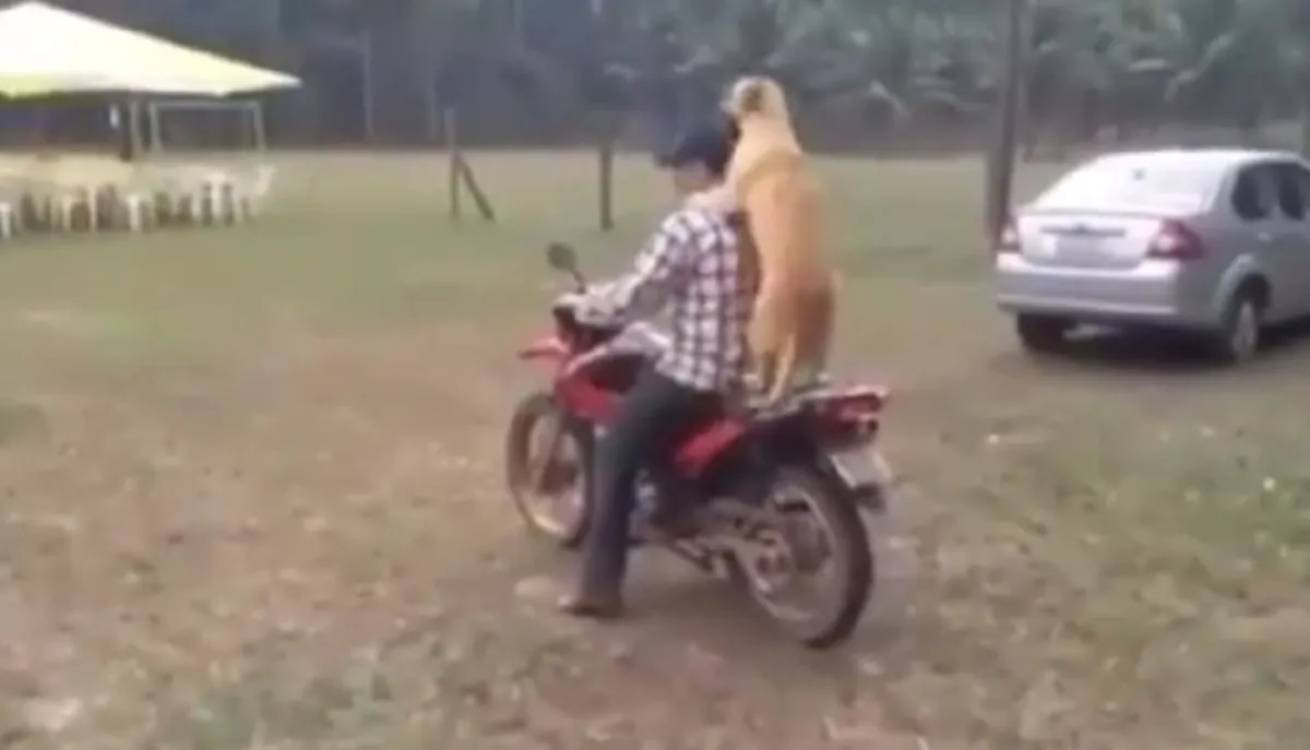 ไปด้วยกันนะเจ้านาย!! แสนรู้มาก! "สุนัข" กระโดดขึ้นมอเตอร์ไซค์ ซ้อนท้ายเจ้านายนั่งนิ่งเรียบร้อย! ที่ดูแล้วต้องอมยิ้มตาม (คลิป)