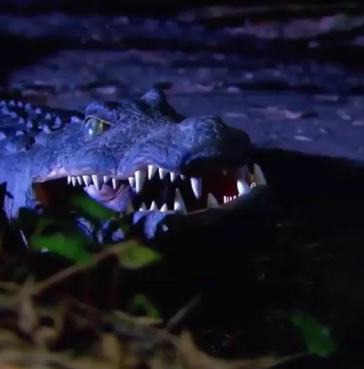 ใส่เกียร์หมาเต็มกำลัง!! เปิดคลิปไวรัลสุดฮา จับ "สุนัข" ใส่ชุด "จระเข้" แกล้งคน? เล่นเอาวิ่งป่าราบขวัญกระเจิงกันเป็นแถบ (คลิป)