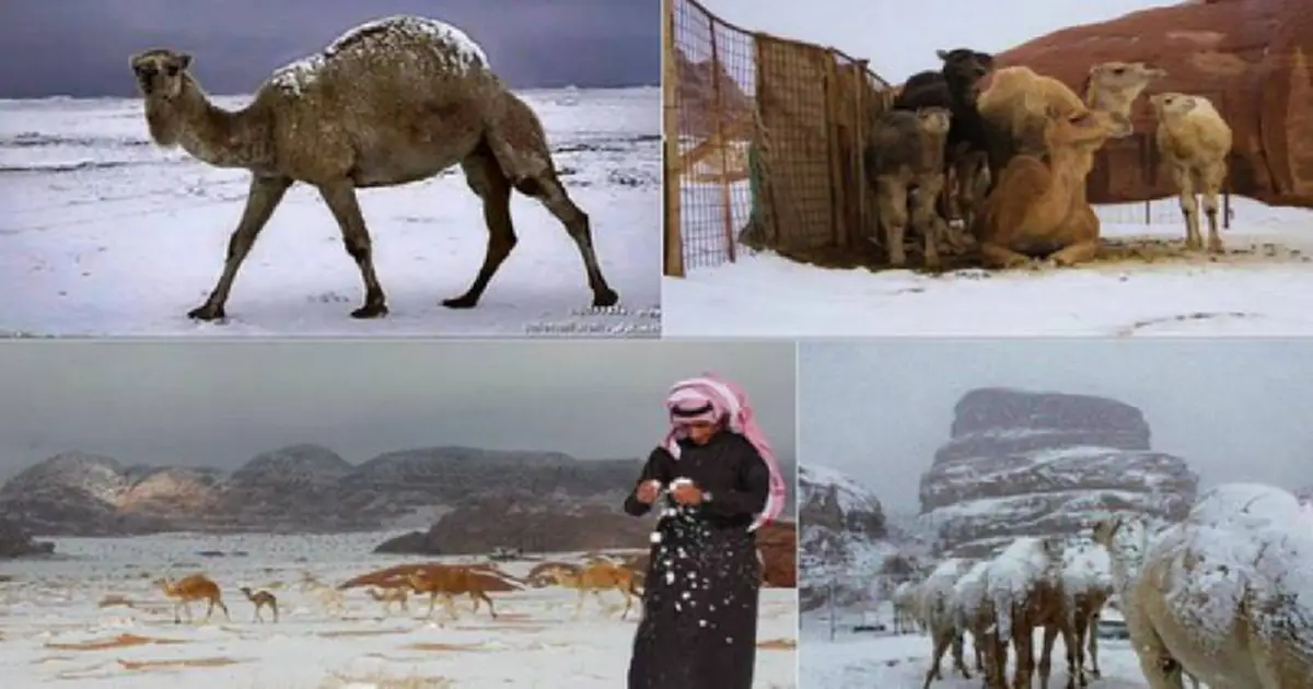 ธรรมชาติวิปริต!!! หิมะย้อมทะเลทราย ลบภาพความระอุสู่ความเย็นยะเยือก (ชมคลิป)