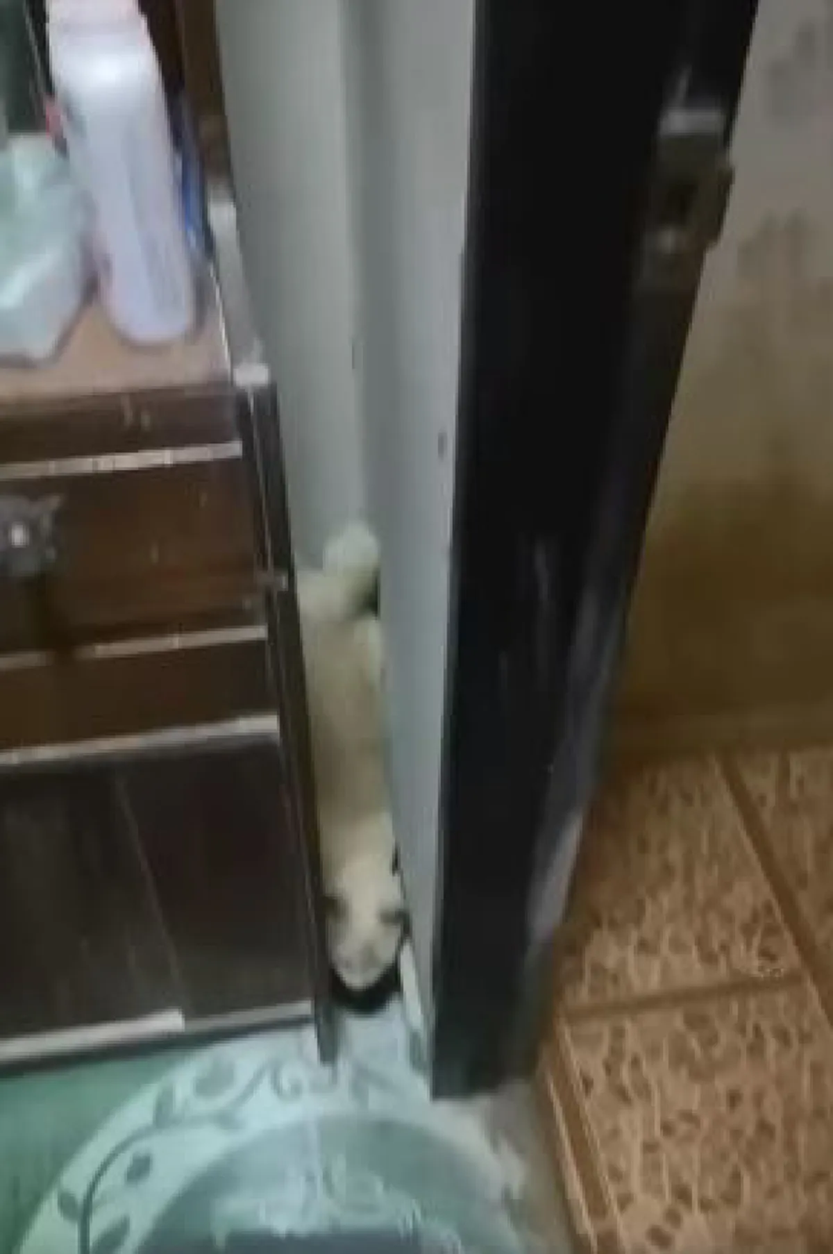 เจ้าเหมียวสุดทะเล้นกับท่าปีนลงจากตู้ที่ไม่ธรรมดา (คลิป)