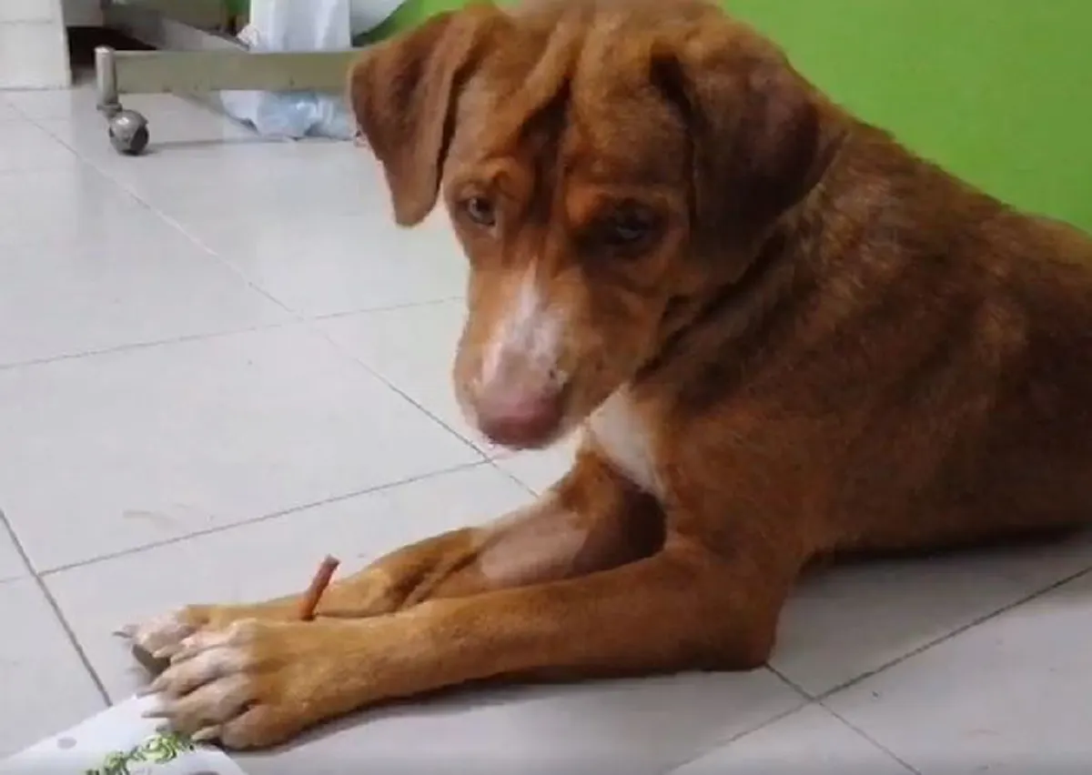 สุนัขเจ้าบุญรอด
