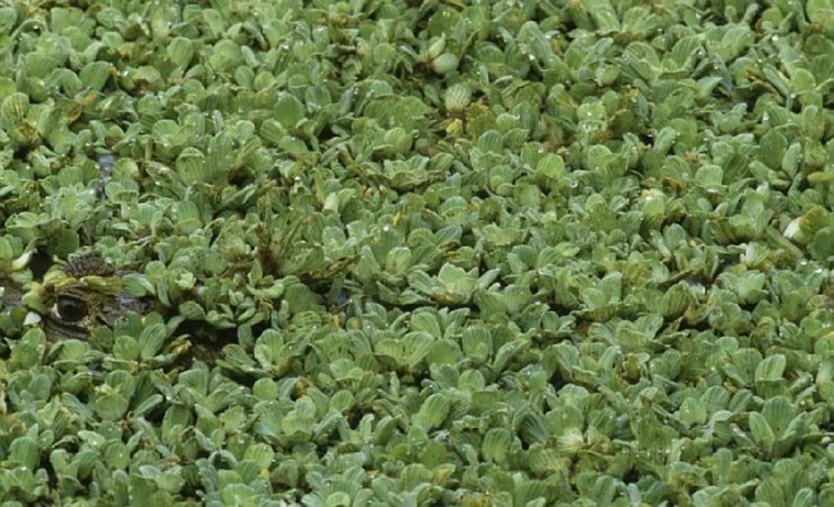 จะแน่สักแค่ไหนเชียว!? คนตาดีเดินเข้ามา! ท้าสายตา กับ "10 สัตว์ปริศนา ซ่อนในภาพ" จะหาเจอหรือเปล่า? ถ้าแน่จริงลองดู!! (ภาพ)