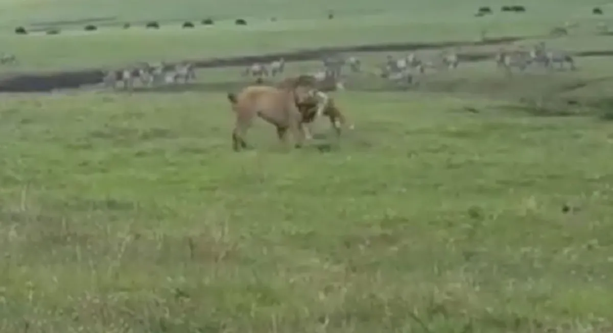 ไปอย่างสิง..กลับอย่างหมา!! "2 สิงโต" นอนเล่นในทุ่งหญ้า สะดุ้ง! จู่ๆ ตูบขาโหด! พุ่งเห่าโดดงับ อย่างไม่เกรงกลัว งานนี้ให้มันรู้กันว่าใครใหญ่!