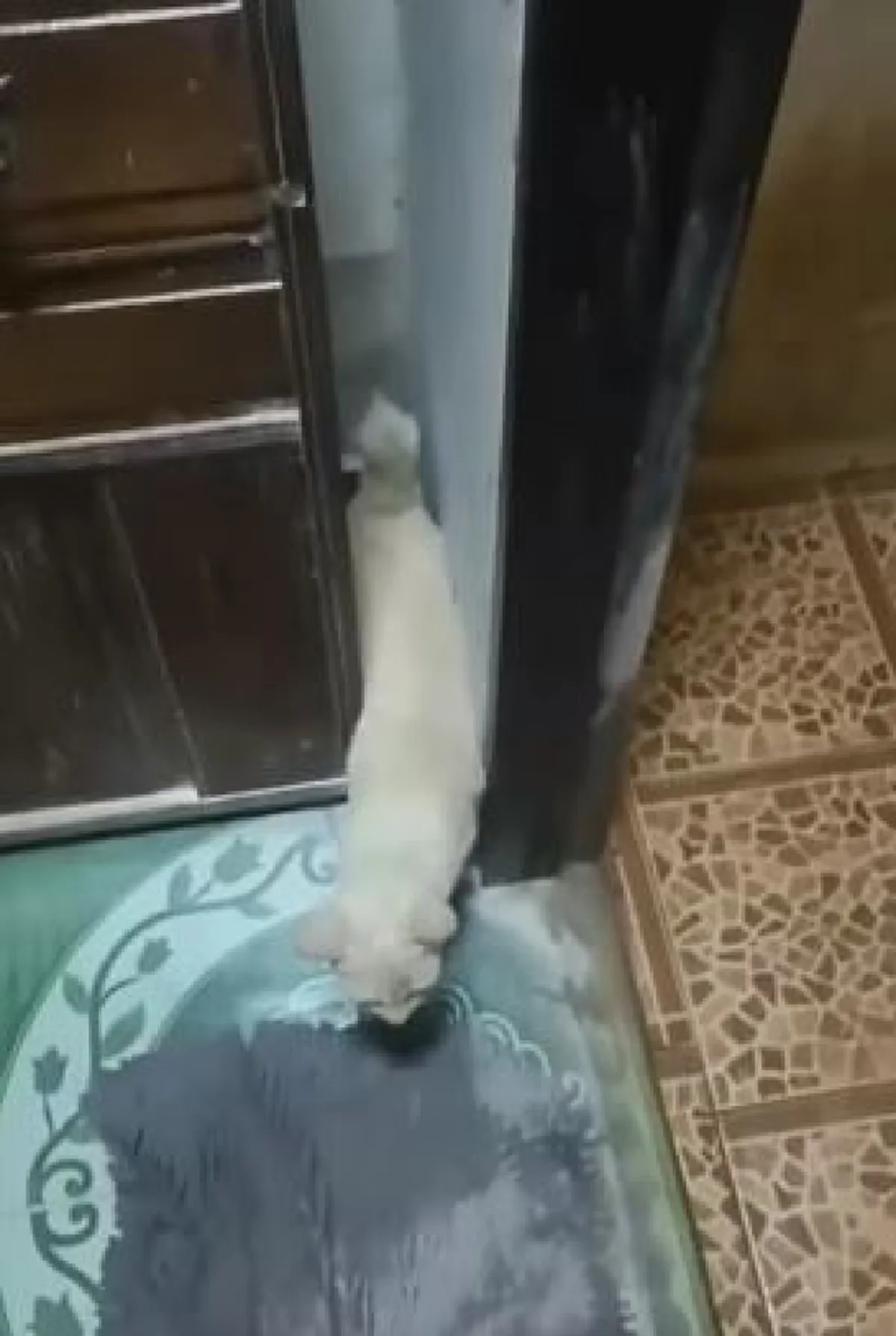 เจ้าเหมียวสุดทะเล้นกับท่าปีนลงจากตู้ที่ไม่ธรรมดา (คลิป)