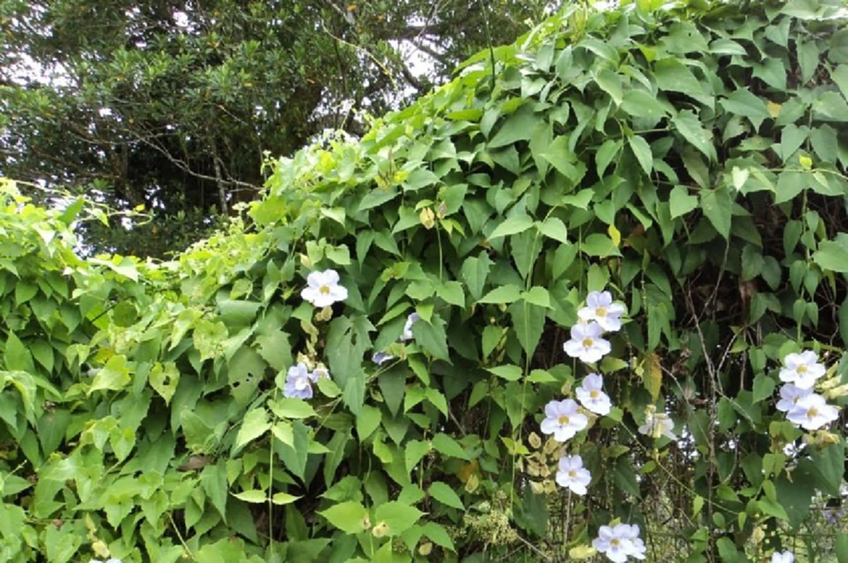 อย่ามองข้าม!! นี่คือสุดยอดสมุนไพรที่คนโบราณขนานนามว่า "ราชาแห่งการถอนพิษ" แถมมีฤทธิ์ต่อต้านมะเร็ง! (มีคลิป)