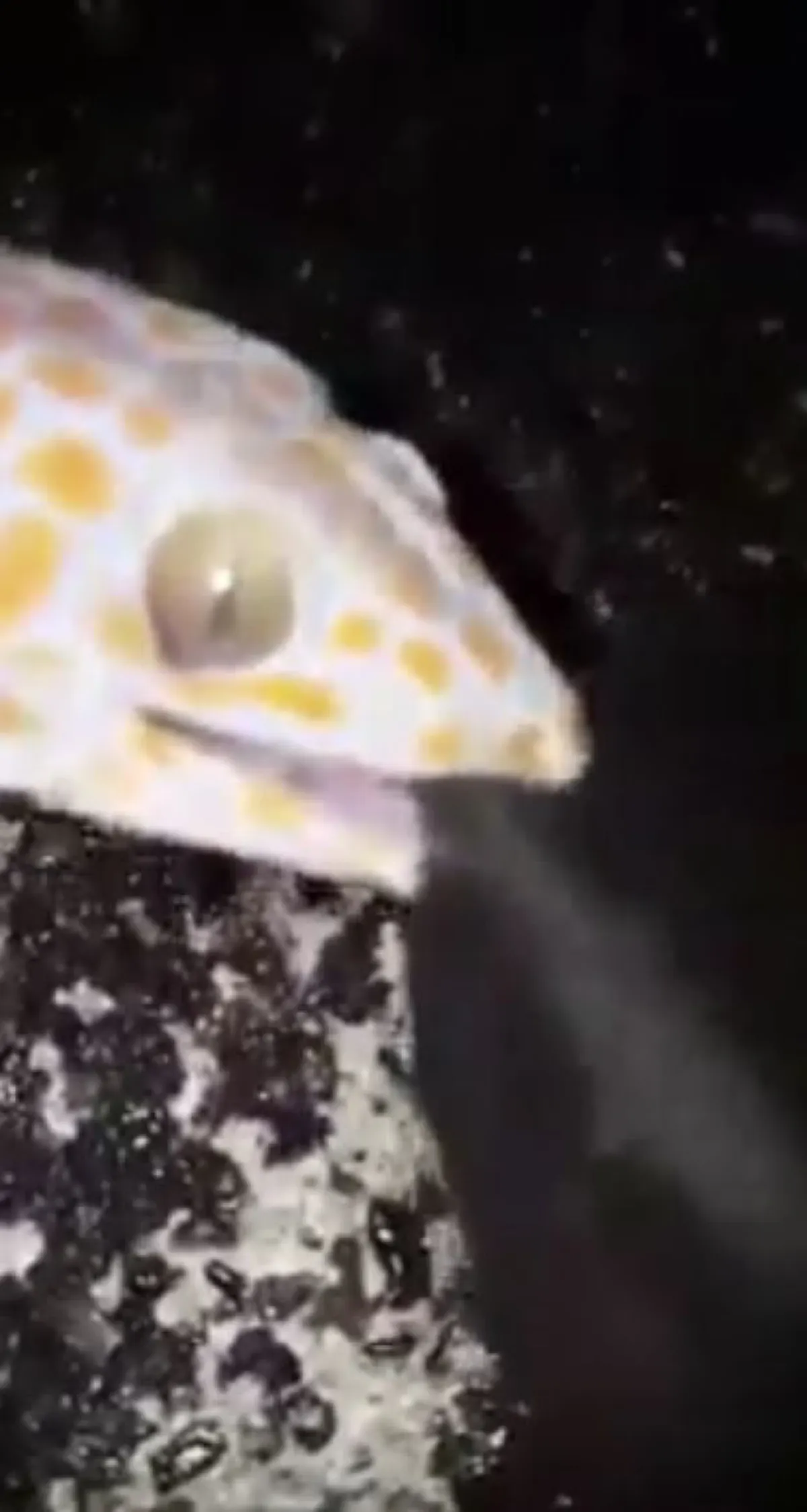 เจอแบบนี้จะทำยังไง!? หนุ่มแทบผงะ! ถูก "ตุ๊กแก" กัดรองเท้า แน่นฝังลึก ไม่ยอมปล่อยง่ายๆ (คลิป)