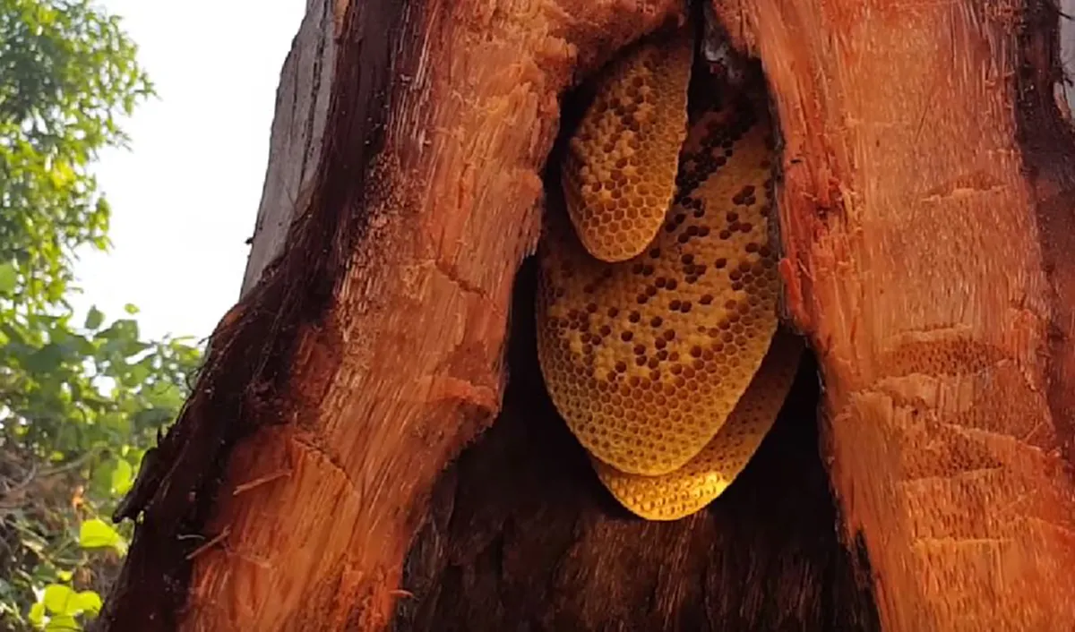 โอ้วแม่เจ้า..นั่นคืออะไร?? ชาวบ้านกำลังตัดต้นไม้ จู่ๆ พบวัตถุประหลาด? สีเหลืองมีรู? พอดึงออกมา! เล่นเอาเฮกันยกใหญ่!! (คลิป)