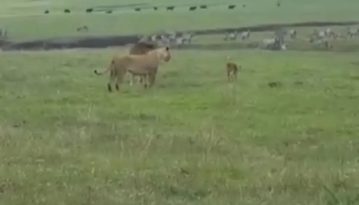 ไปอย่างสิง..กลับอย่างหมา!! "2 สิงโต" นอนเล่นในทุ่งหญ้า สะดุ้ง! จู่ๆ ตูบขาโหด! พุ่งเห่าโดดงับ อย่างไม่เกรงกลัว งานนี้ให้มันรู้กันว่าใครใหญ่!