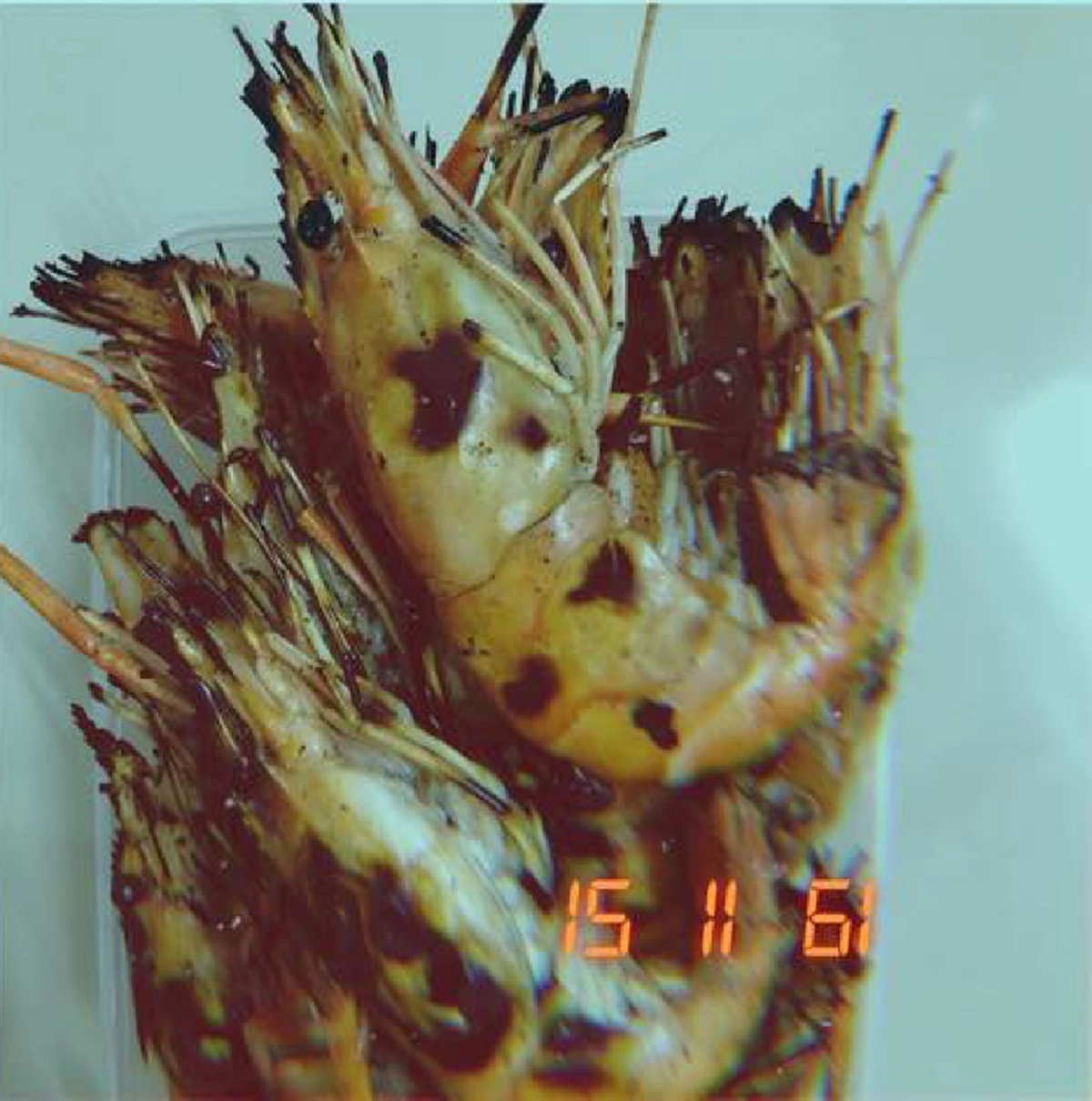 สาวแพ้กุ้งโพสต์อุทาหรณ์ รู้ทั้งรู้แต่ยังกิน เกิดแน่นหน้าอก ปอดมีเสียง หัวใจเต้นรัว ล้ม รีบหามส่งรพ.