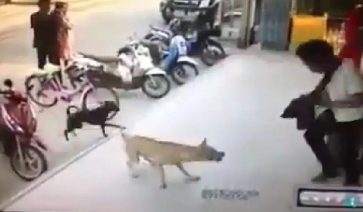 อยู่ดีไม่ว่าดี!! หนุ่มพิเรนทร์คึก! เตะหมา กำลังงีบอย่างแซ่บๆ เคืองจัด! เจอคมเขี้ยวสวนกลับไม่ยั้ง จนต้องหนีกระเจิง (คลิป)