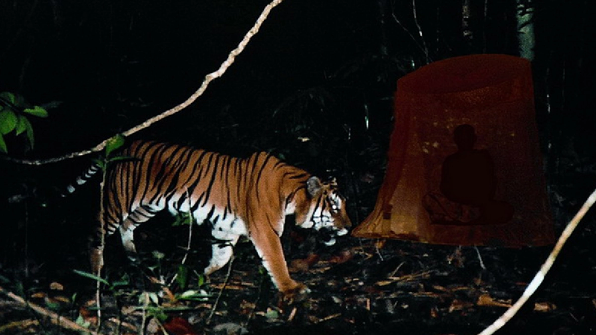 หลวงปู่จามออกธุดงค์แม่สาบ สะเมิง มีเสือโคร่งและกวางป่ามาคอยเฝ้าทั้งกลางวันกลางคืน โถที่แท้ลูกหลานเมื่อชาติก่อนมาคอยดูแล!!!#ประสบการณ์พระป่า