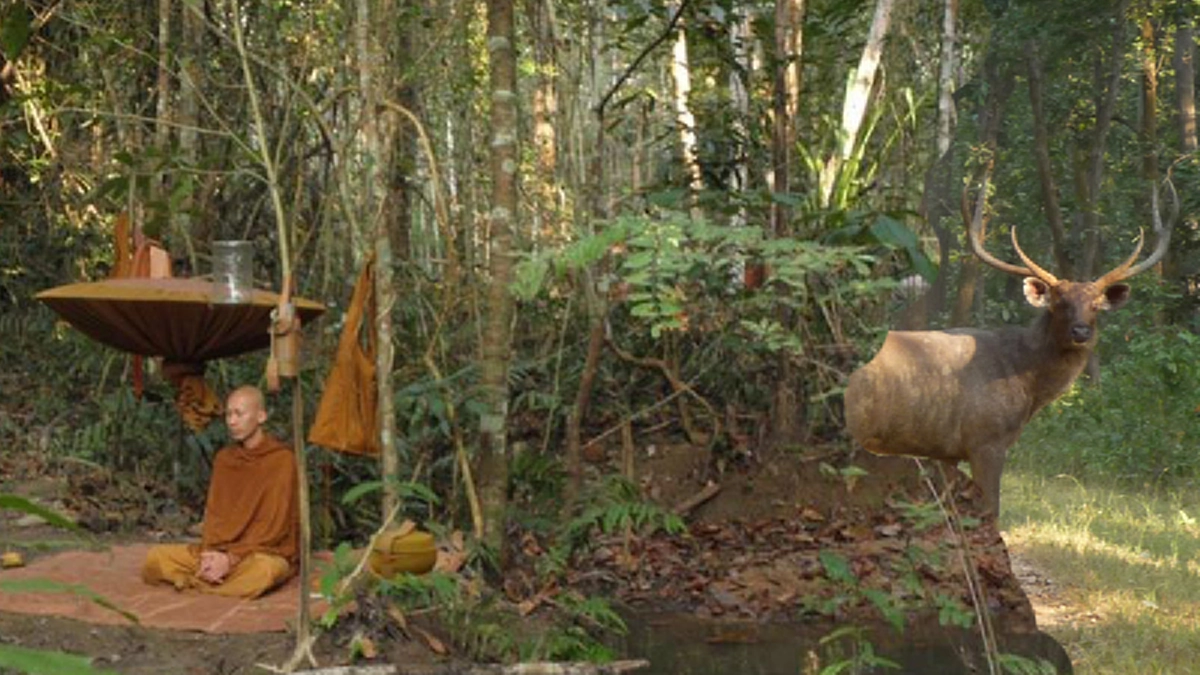 หลวงปู่จามออกธุดงค์แม่สาบ สะเมิง มีเสือโคร่งและกวางป่ามาคอยเฝ้าทั้งกลางวันกลางคืน โถที่แท้ลูกหลานเมื่อชาติก่อนมาคอยดูแล!!!#ประสบการณ์พระป่า