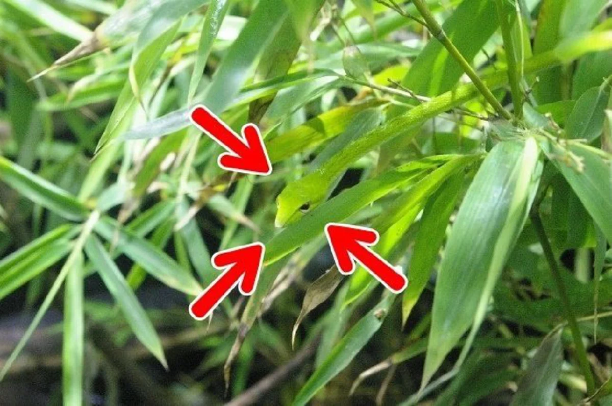 จะแน่สักแค่ไหนเชียว!? คนตาดีเดินเข้ามา! ท้าสายตา กับ "10 สัตว์ปริศนา ซ่อนในภาพ" จะหาเจอหรือเปล่า? ถ้าแน่จริงลองดู!! (ภาพ)