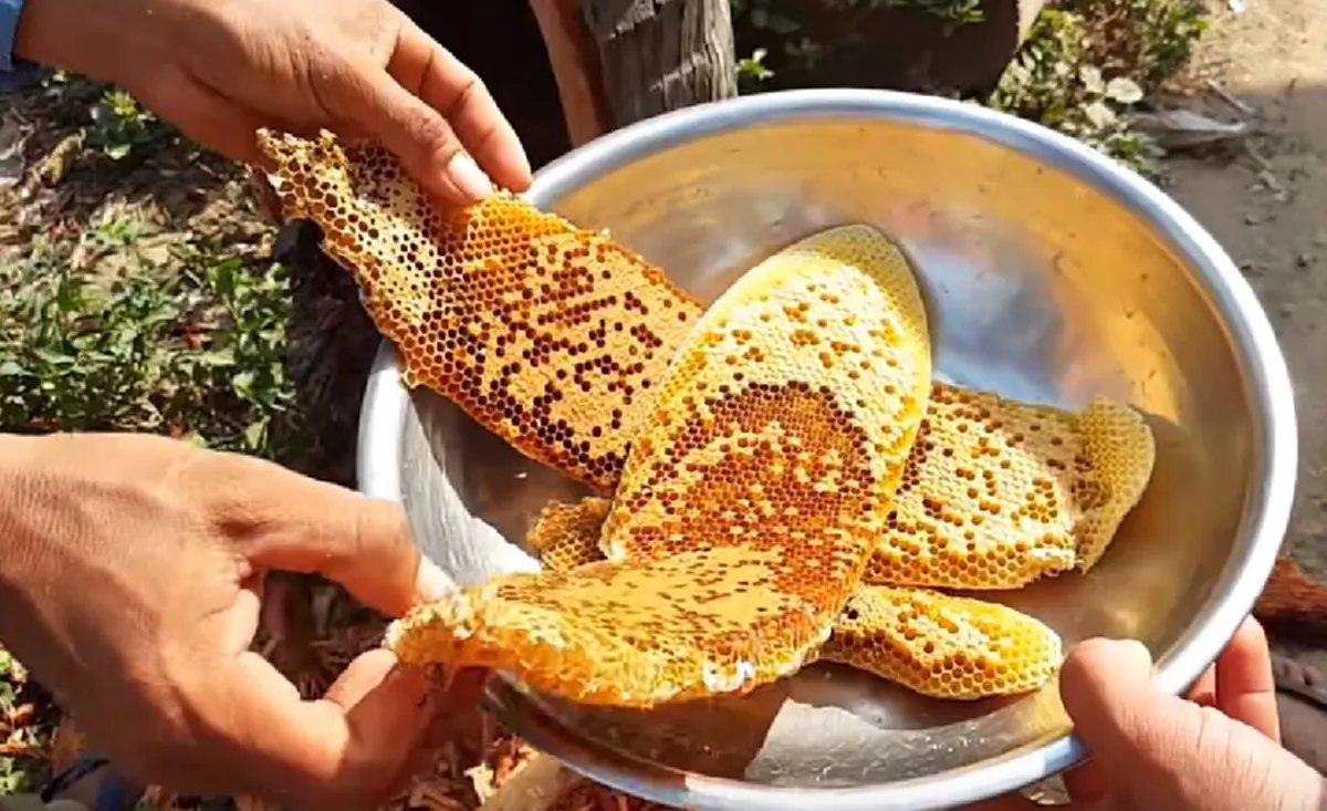 โอ้วแม่เจ้า..นั่นคืออะไร?? ชาวบ้านกำลังตัดต้นไม้ จู่ๆ พบวัตถุประหลาด? สีเหลืองมีรู? พอดึงออกมา! เล่นเอาเฮกันยกใหญ่!! (คลิป)