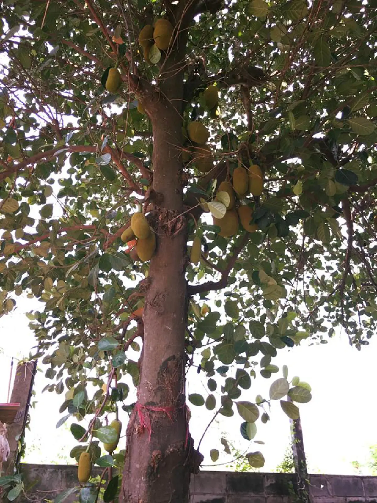 **หลังนี้แหละ !! บ้านของ "แมงปอ ชลธิชา" ที่หลายคนไม่เคยเห็น ไม่ใหญ่โตหรูหรา แต่เต็มไปด้วยความอบอุ่น !