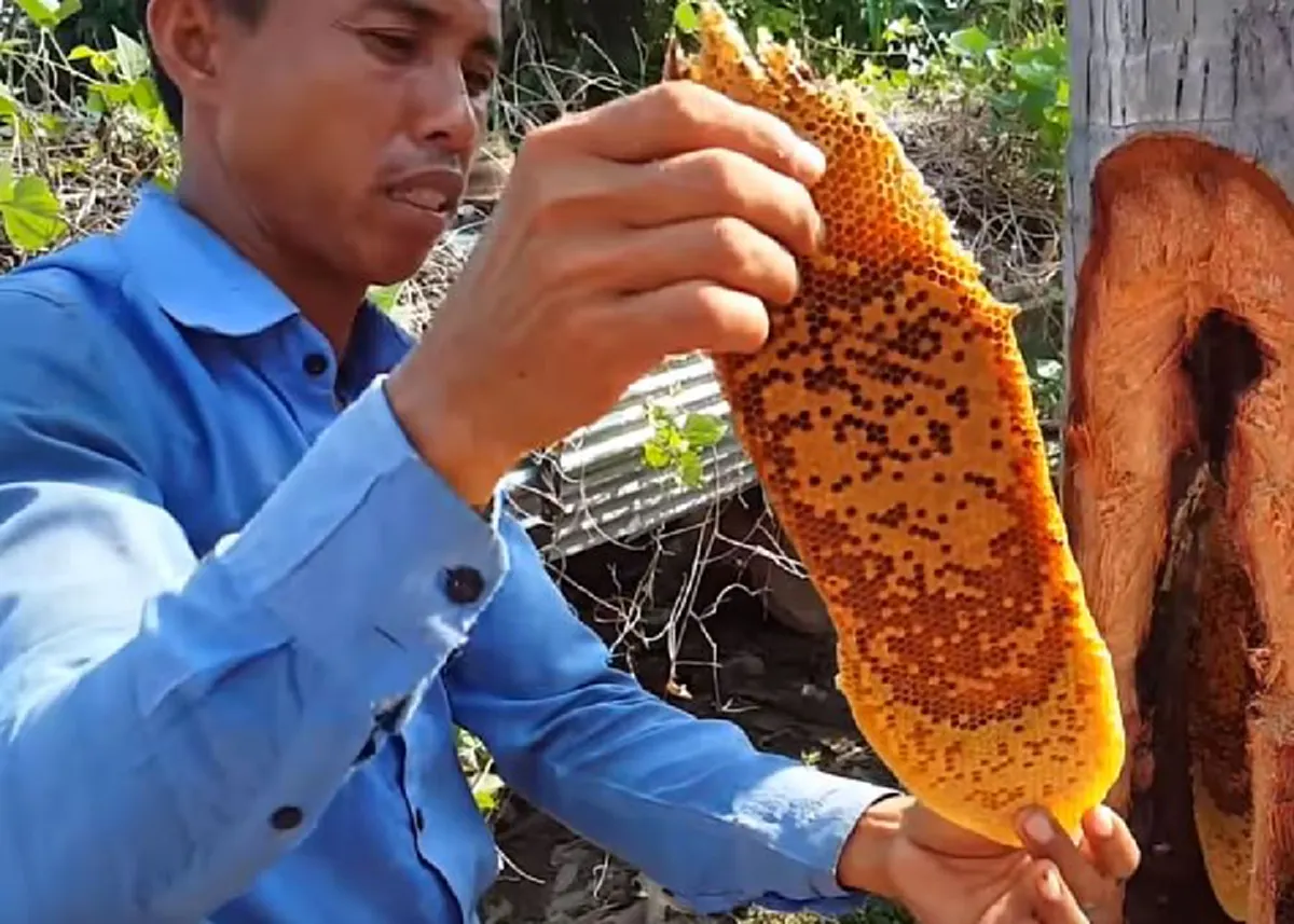 โอ้วแม่เจ้า..นั่นคืออะไร?? ชาวบ้านกำลังตัดต้นไม้ จู่ๆ พบวัตถุประหลาด? สีเหลืองมีรู? พอดึงออกมา! เล่นเอาเฮกันยกใหญ่!! (คลิป)