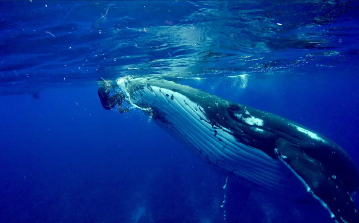 วินาทีชีวิต!!! ปลาวาฬหลังค่อมเข้าช่วยชีวิตนักดำน้ำให้หลบอยู่ใต้ครีบ หลังเกือบถูกปลาฉลามพุ่งเข้ามาทำร้ายร่างกาย (คลิป)