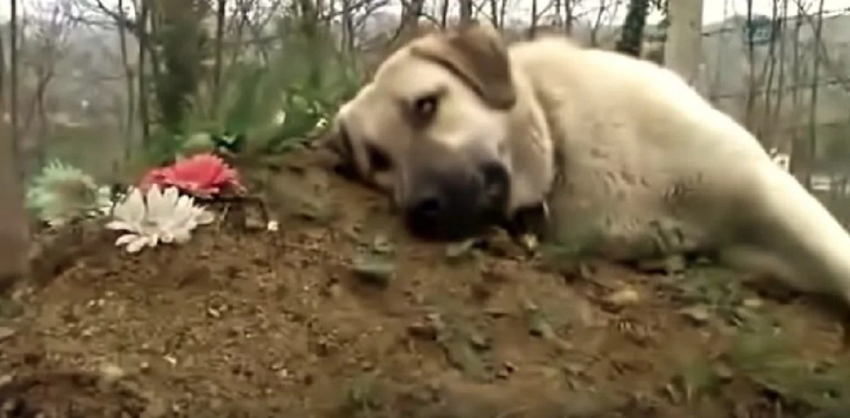 สุนัขแสนรู้สุดอาลัย แม้เจ้าของจากไป ไม่มีวันหวนกลับ