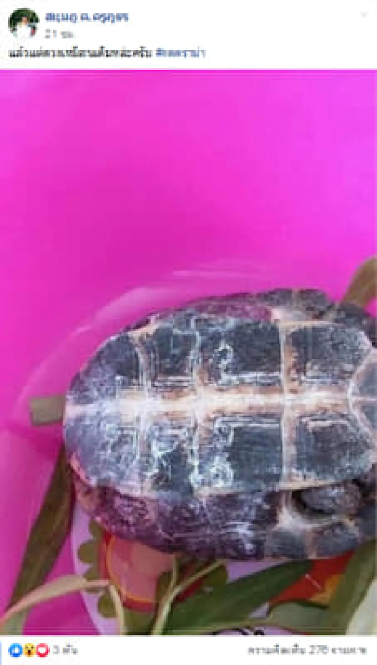 แห่ส่อง เต่า ให้โชค เลขโผล่ตรงกลาง 3 ตัวตรงๆ