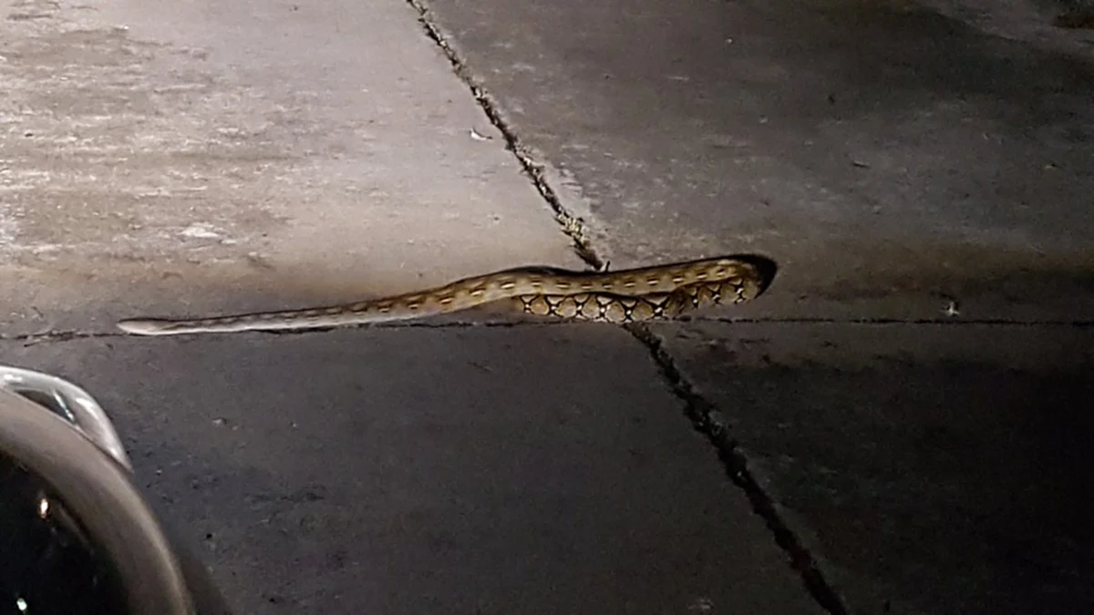 งูเลื้อยตัดหน้ารถ