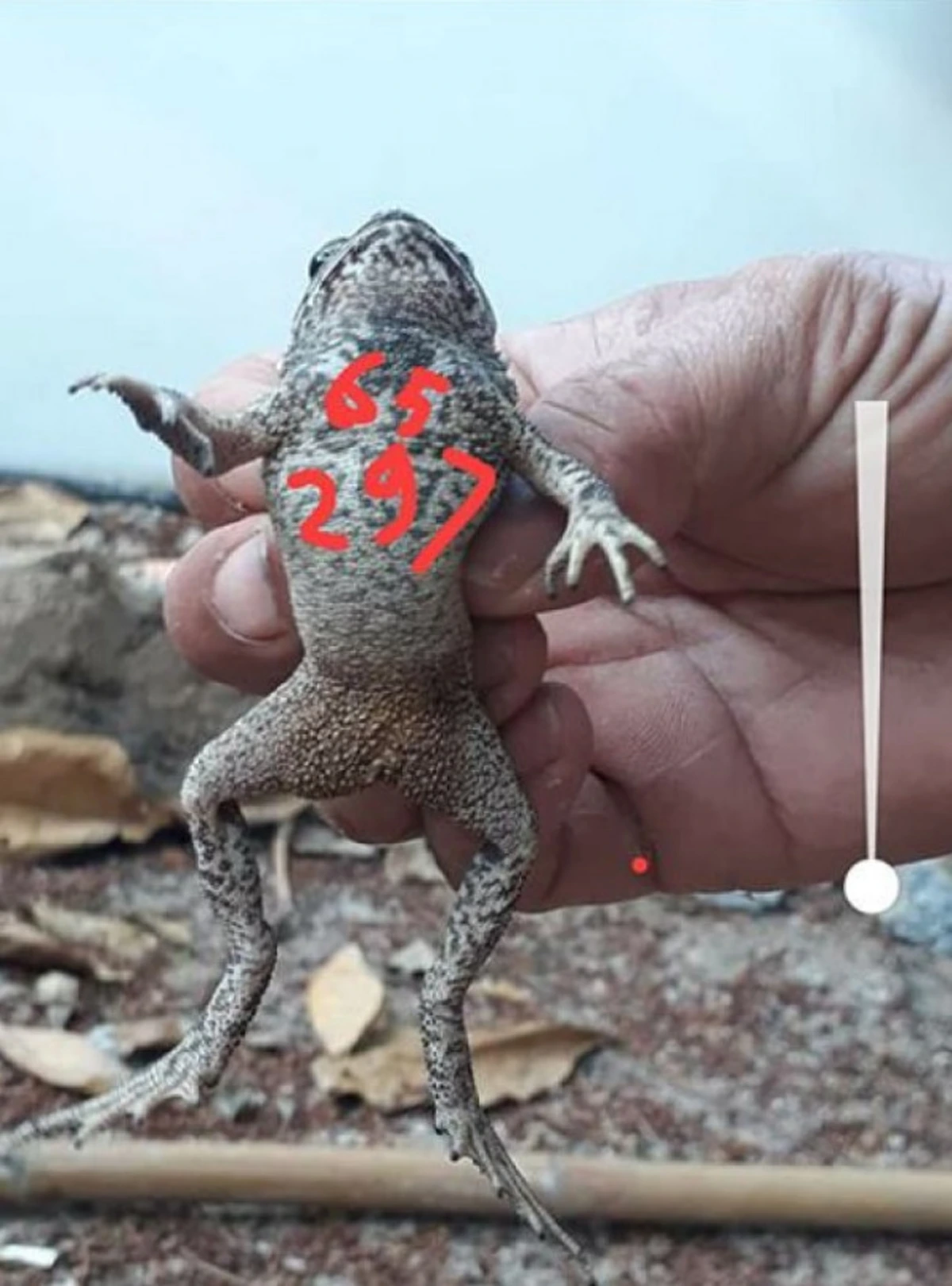 เลขเด็ดใต้ท้อง คางคก โผล่ชัด 3 ตัวตรง
