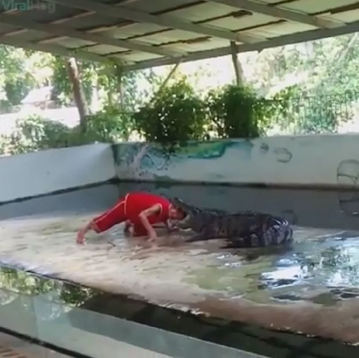 ช็อกทั้งเวที !!! นาทีจระเข้งับหัวครูฝึก โชคดีที่รอดมาได้แบบหวุดหวิด (คลิป)