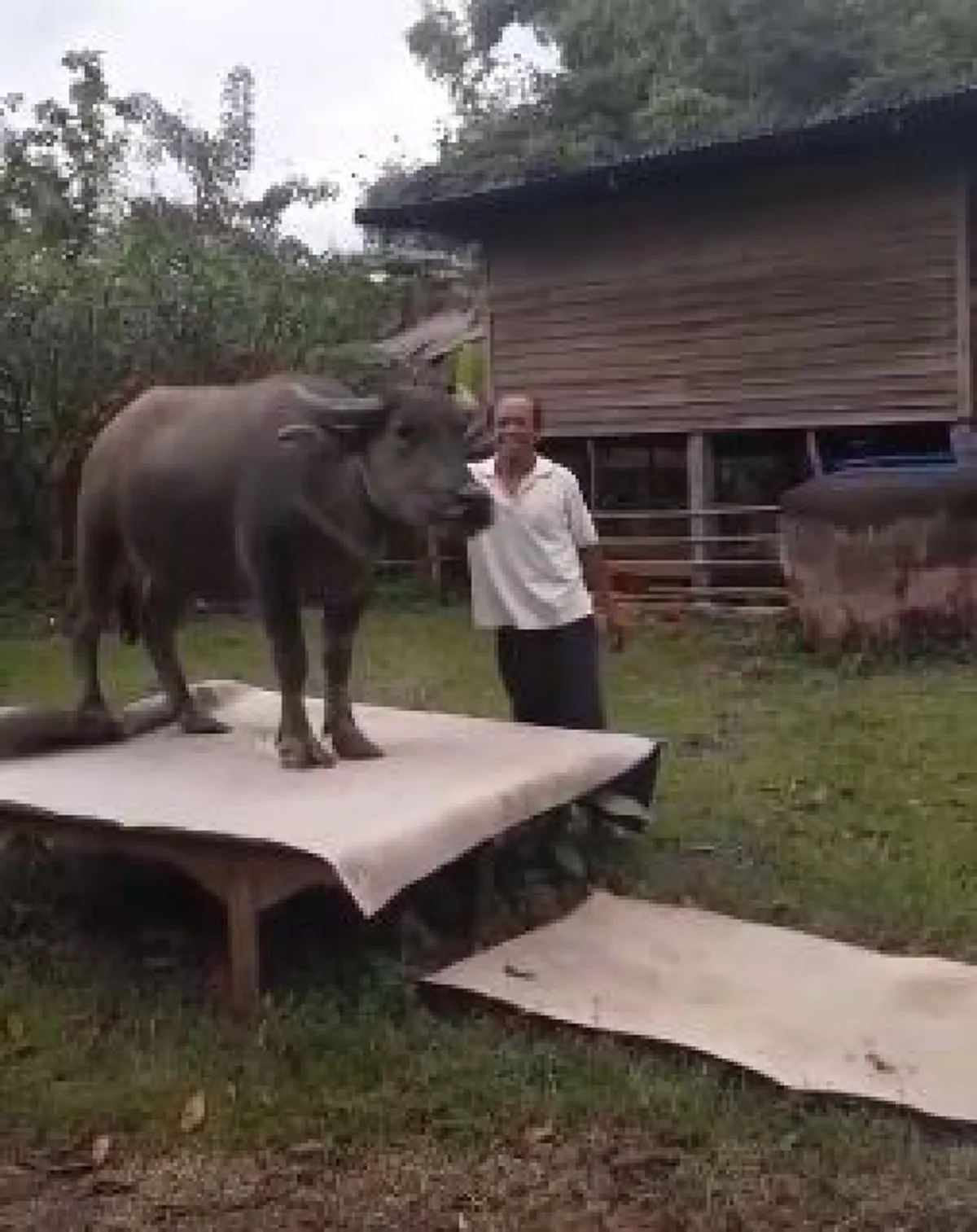 ไผว่าควายโง่ ! ฉีกทุกความเชื่อ "ควายไทย" ฉลาดล้ำ ฝึกได้ แสนรู้ไม่ต่างจากสุนัข (คลิป)