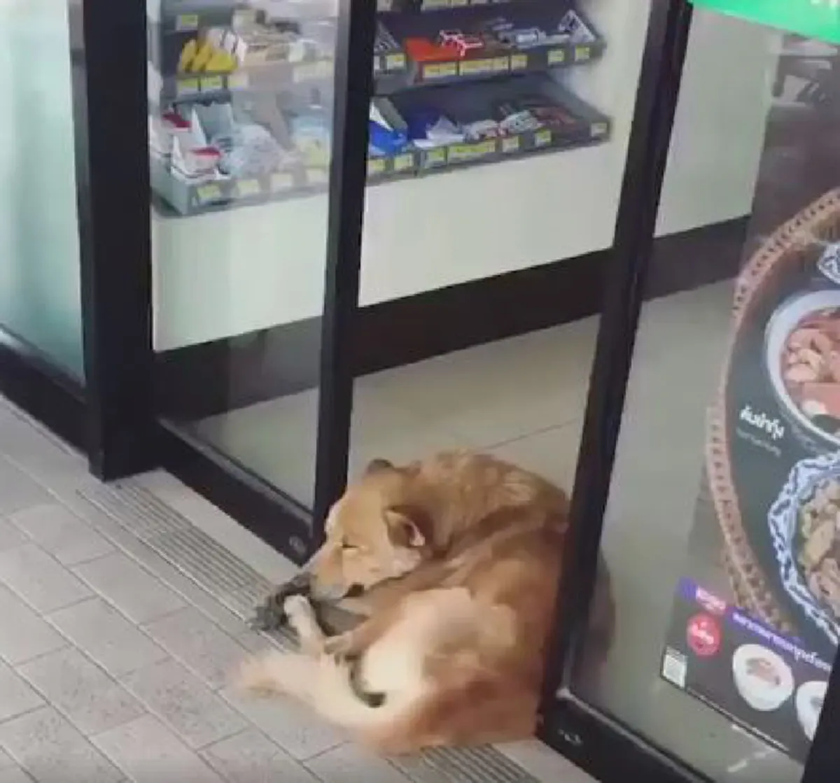 ชักจะเอาใหญ่แล้วนะเอ็ง...คลิปเจ้าตูบขี้เซาปล่อยประตูหนีบแต่ยังนอนหลับได้สบายใจ (คลิป)