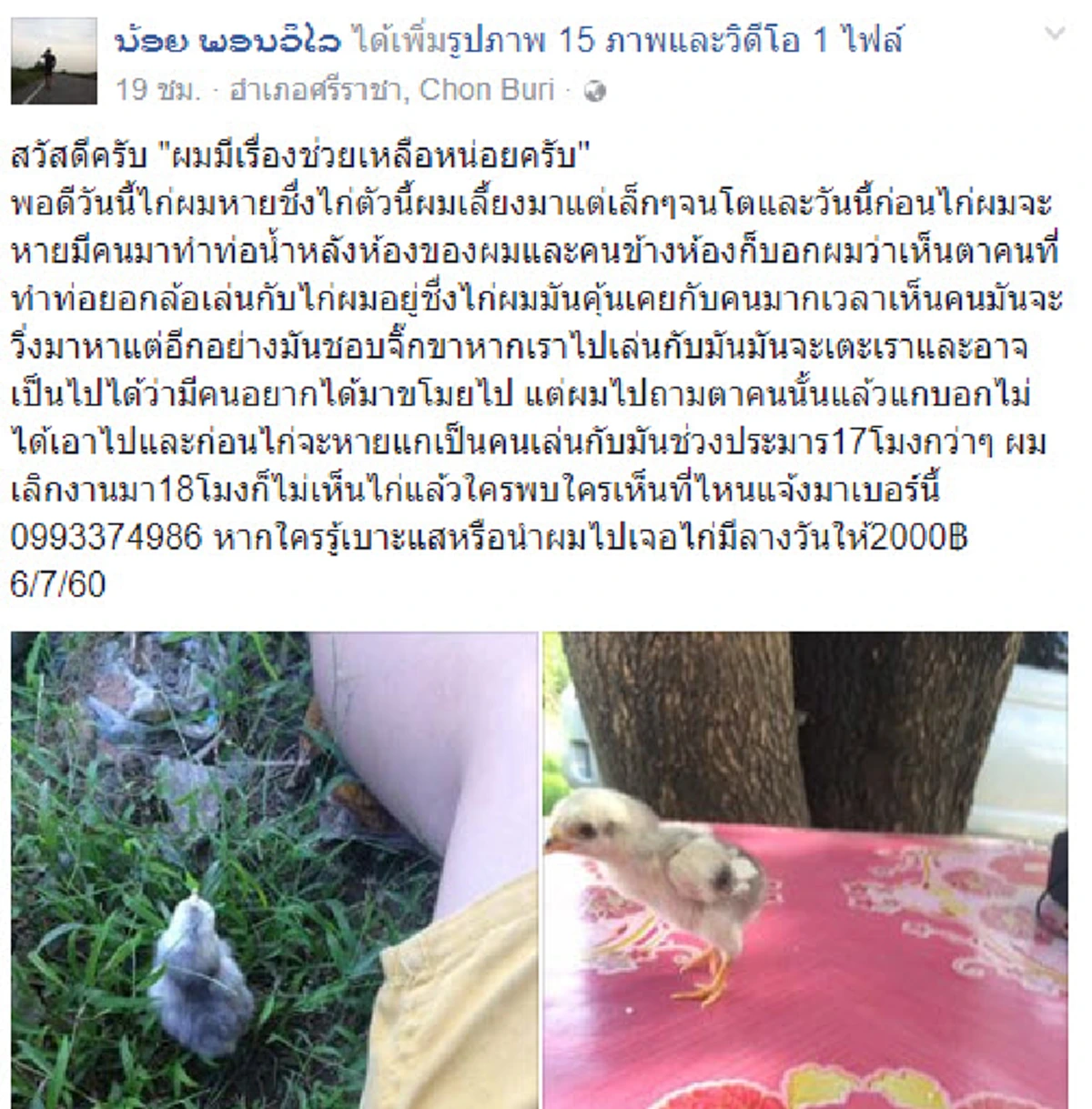 หนุ่มโพสต์เศร้า ตามหาไก่หาย ลั่นเลี้ยงมาแต่เล็กจนโตผูกพันกันมาก ข้างห้องบอกเห็นคนมาเล่นกับไก่หวั่นถูกขโมยไป ใครพบเจอมีรางวัล (มีคลิป)