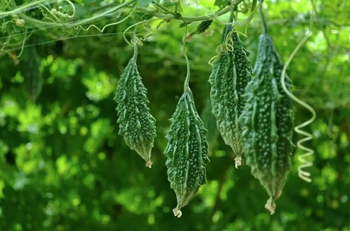 สรรพคุณล้น! "มะระขี้นก" หวานเป็นลมขมเป็นยา พืชจำกัดเซลล์มะเร็งได้อย่างไม่น่าเชื่อ! (รายละเอียด)