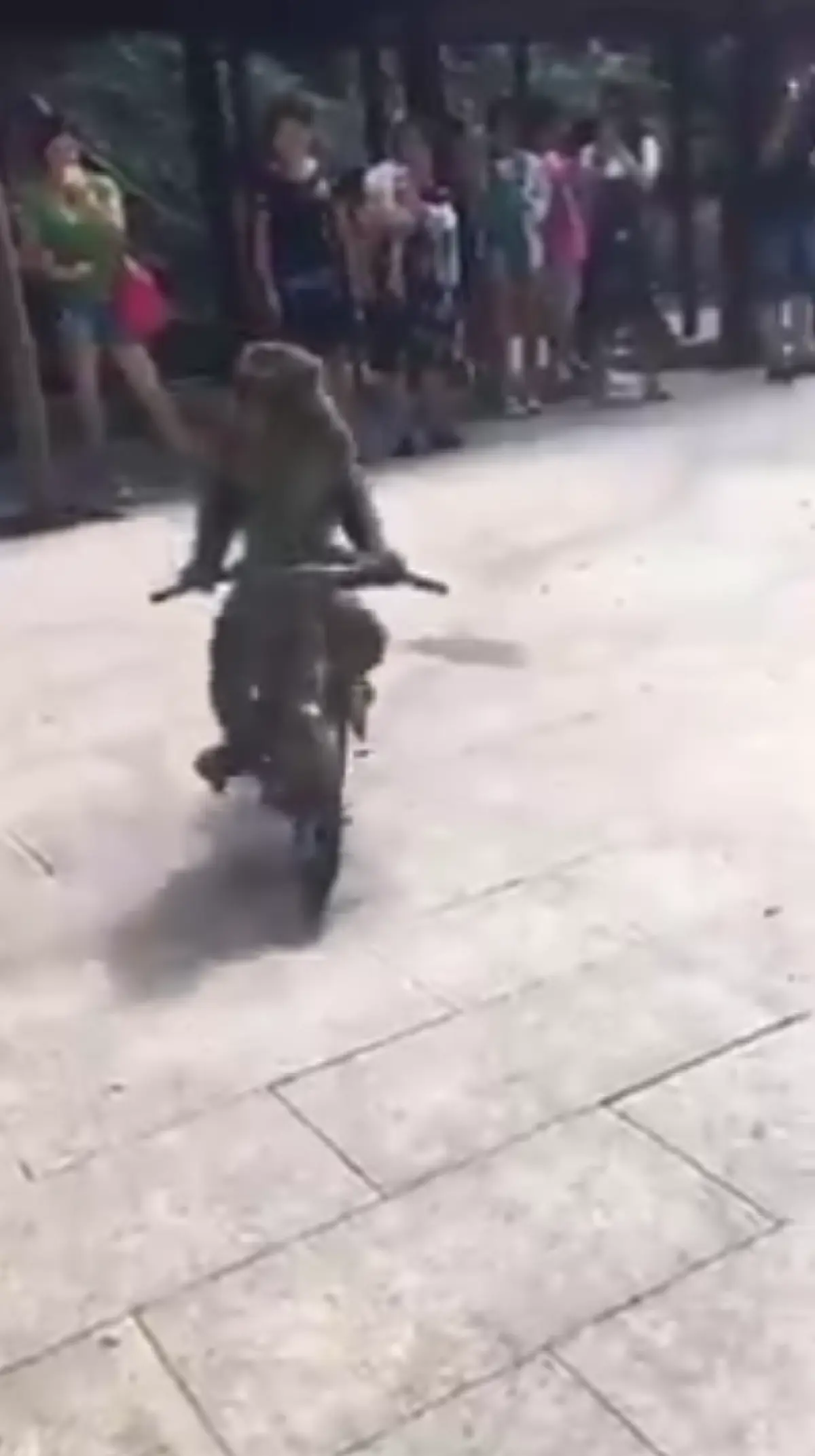 1 ร้อยคนยืนอึ้ง!! "ลิงน้อย" กำลังปั่นจักรยานอยู่ดีดี จู่ๆพุ่งไปชนต้นไม้ เท่านั้นล่ะ! มันแสดงปฏิกิริยาออกมา ผู้คนถึงกับขำกรามแทบค้าง!! (คลิป)