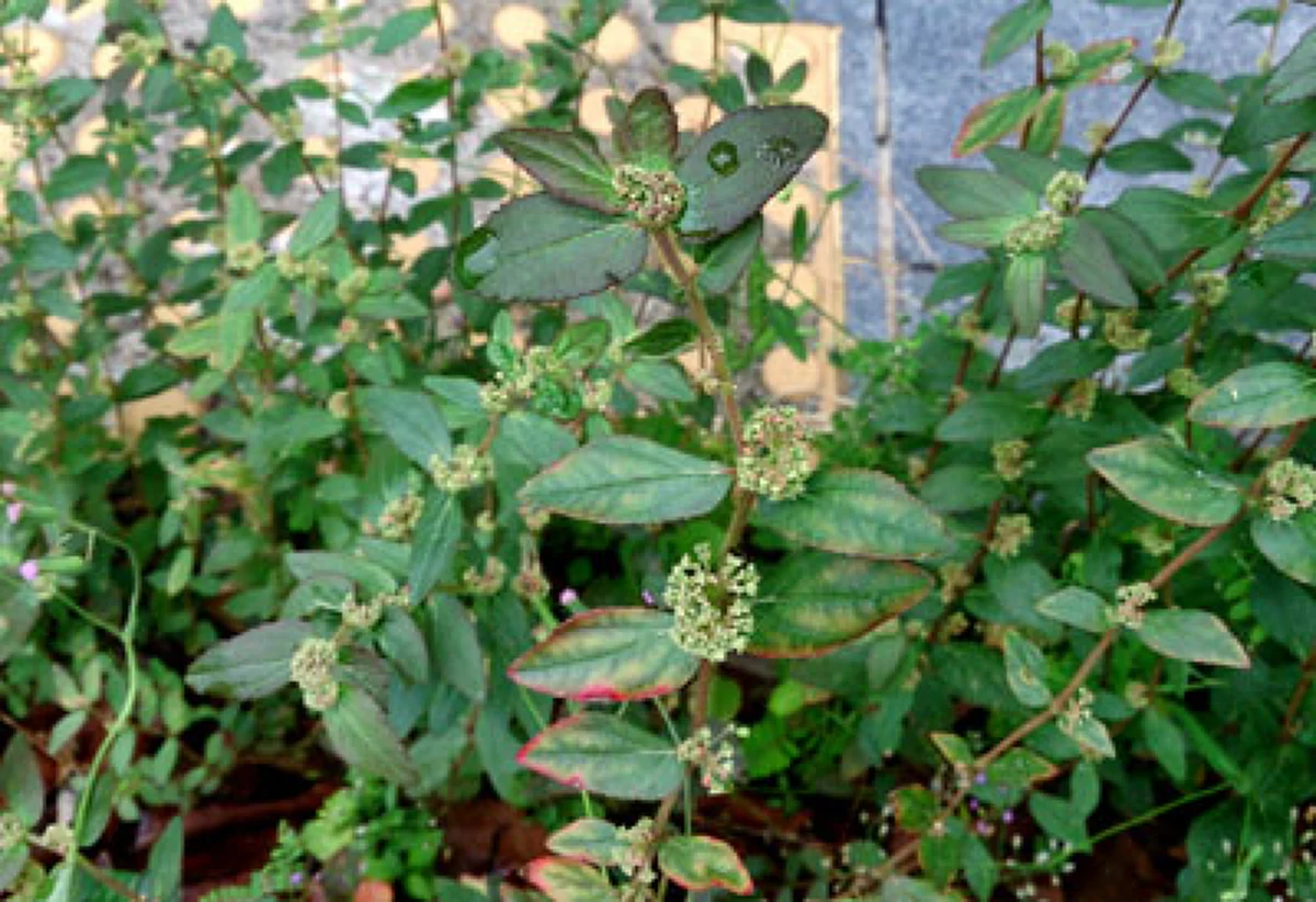 สุดยอดสมุนไพรที่มีตามข้างถนน! "น้ำนมราชสีห์" มีพร้อมสรรพคุณทางยามากมาย ไม่ควรมองข้าม!