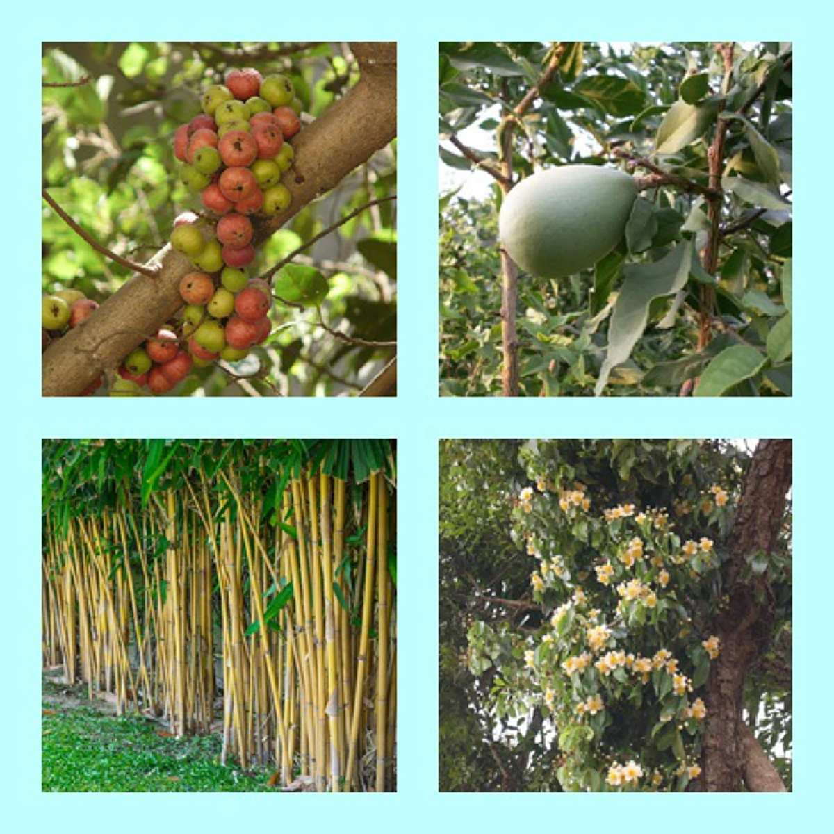 รู้แล้วรีบหามาปลูกด่วน!!  ต้นไม้มงคล 8 ทิศ โบราณเชื่อชีวิตจะเจริญรุ่งเรือง