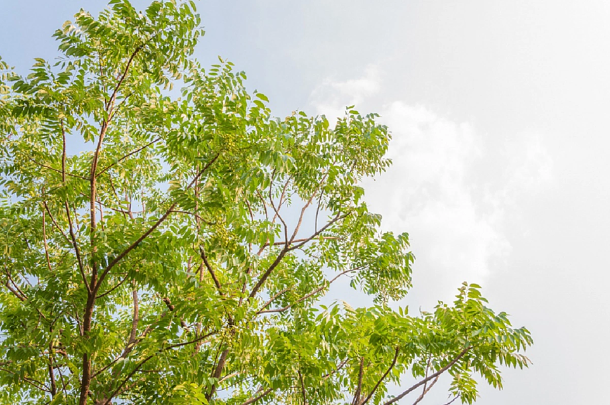 มีประโยชน์ทุกส่วน!! &quot;สะเดา&quot; สมุนไพรรสขม สรรพคุณทางยาที่หาได้จากทุกส่วน ไม่ได้เกิดมาเพื่อเป็นผักเพียงอย่างเดียว!