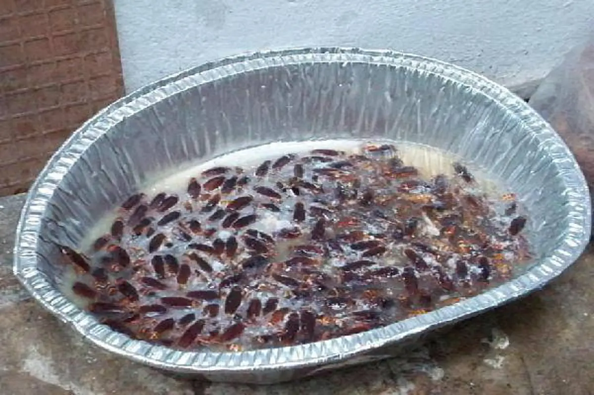 มีเคล็ดลับมากบอก!!! วิธีกำจัดแมลงสาบแบบง่าย ๆ ทำ  ครั้งเดียวตายยกรัง ดูเลย!!!