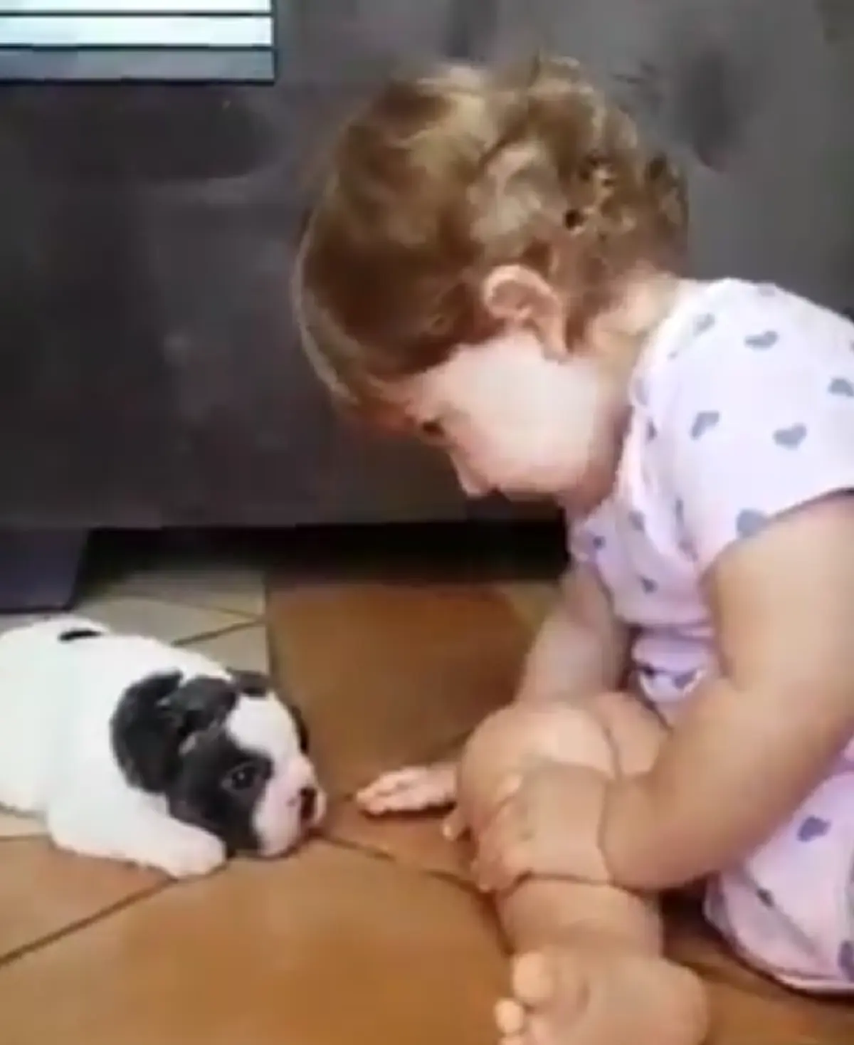 น่ารักกว่านี้ไม่มีอีกเเล้ว!! "หนูน้อย" ก้มลงไปจุ๊ฟหน้าผาก "หมาน้อย" อย่างน่าเอ็นดู ชาวเน็ตถึงกับยิ้มแทบไม่หุบ!! (ชมคลิป)