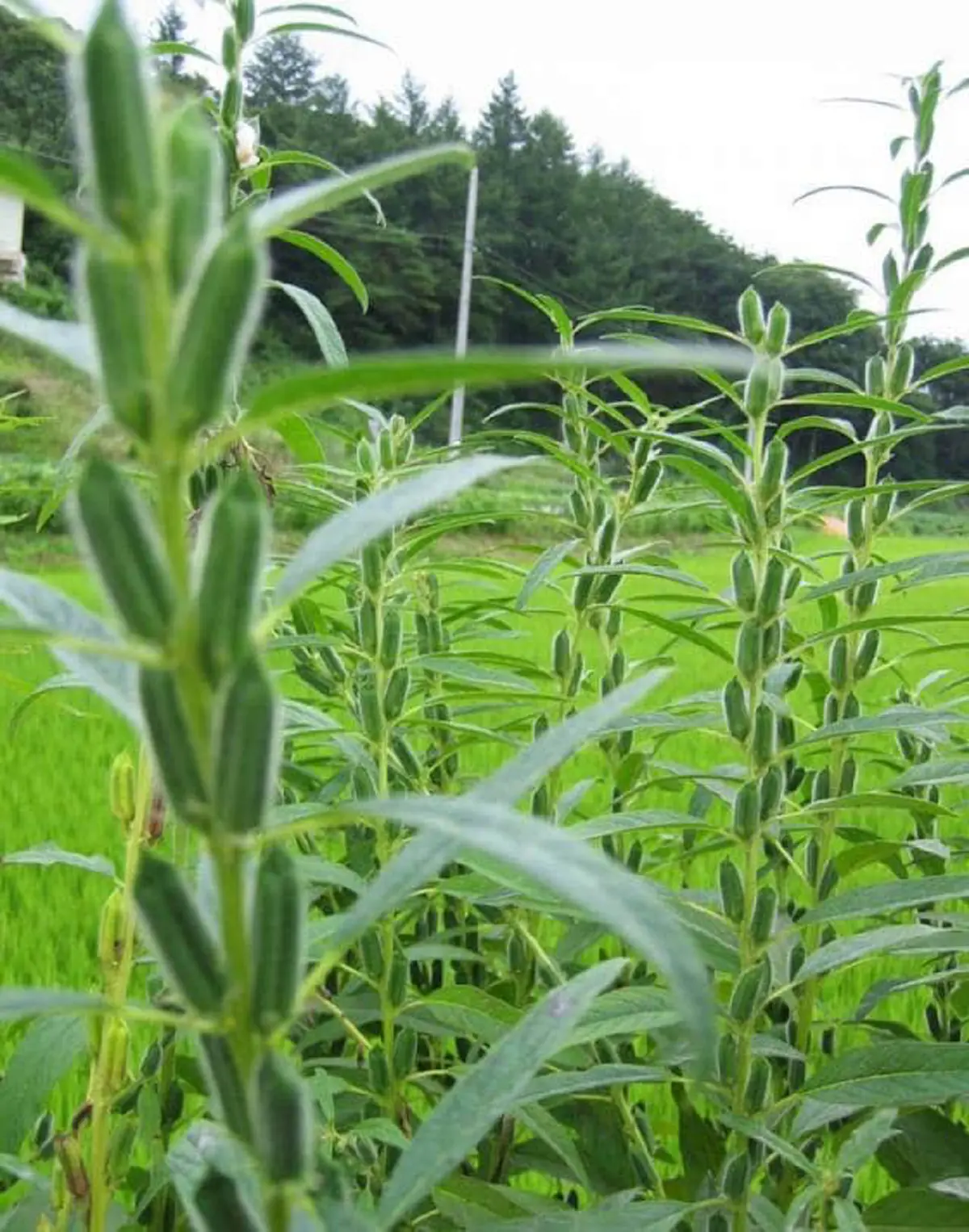 #รู้หรือไม่!! “พืชผักผลไม้” 20 ชนิด ก่อนจะมาเป็นอาหาร มันเคยมีหน้าตา แบบนี้มาก่อน เห็นแล้วถึงกับขยี้ตารัวๆ !! (ชมภาพ)