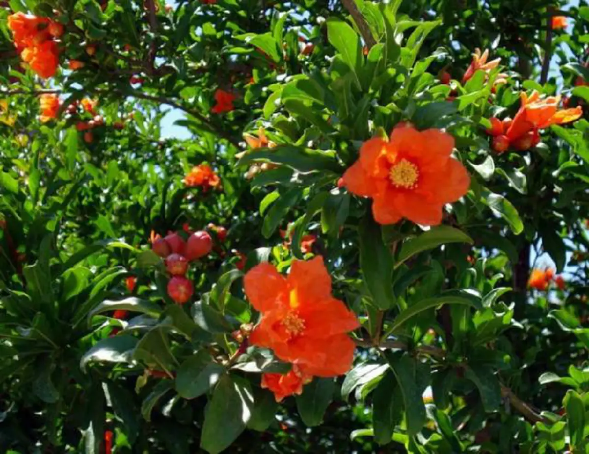 #รู้หรือไม่!! “พืชผักผลไม้” 20 ชนิด ก่อนจะมาเป็นอาหาร มันเคยมีหน้าตา แบบนี้มาก่อน เห็นแล้วถึงกับขยี้ตารัวๆ !! (ชมภาพ)