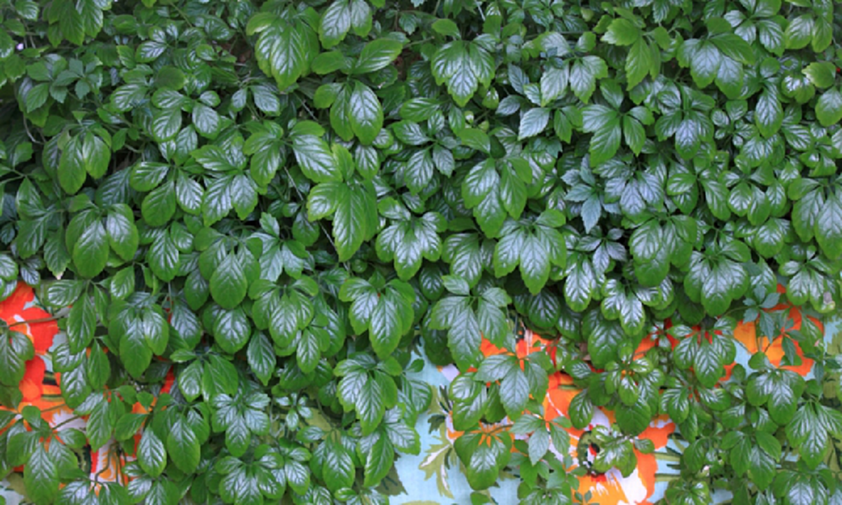 เจียวกู่หลาน!! ยอดสมุนไพรที่ชาวจีนยอมรับกับ 10 สรรพคุณเด็ดน่ารู้ ไม่อ่านไม่ได้แล้ว...