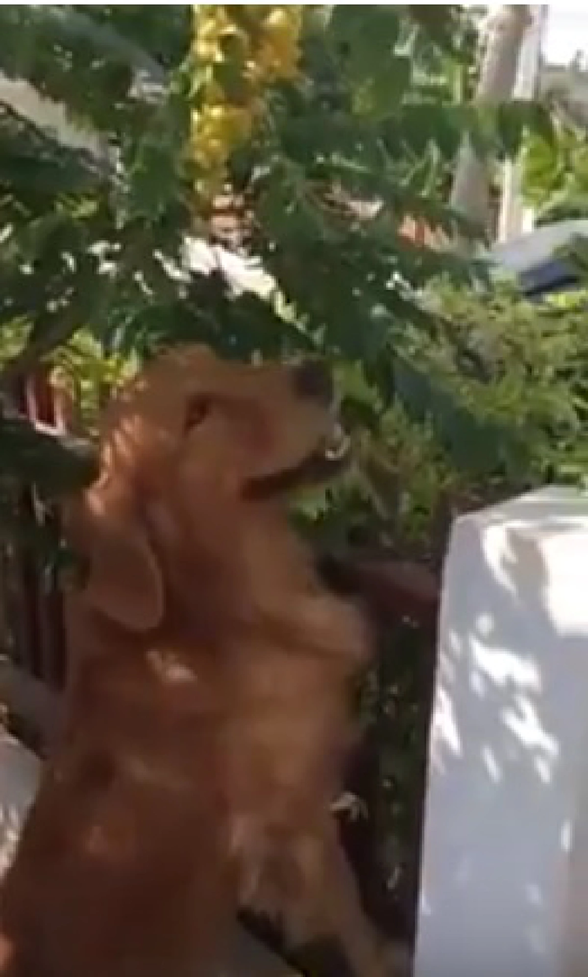 #มันอดไม่ได้จริงๆ!!! โซเชียลฯแชร์คลิปน้องหมาโกลเด้น แอบหนีเจ้านาย ขโมยกินมะยม เผลอแป๊บเดียวเกือบหมดต้น !! (คลิป)