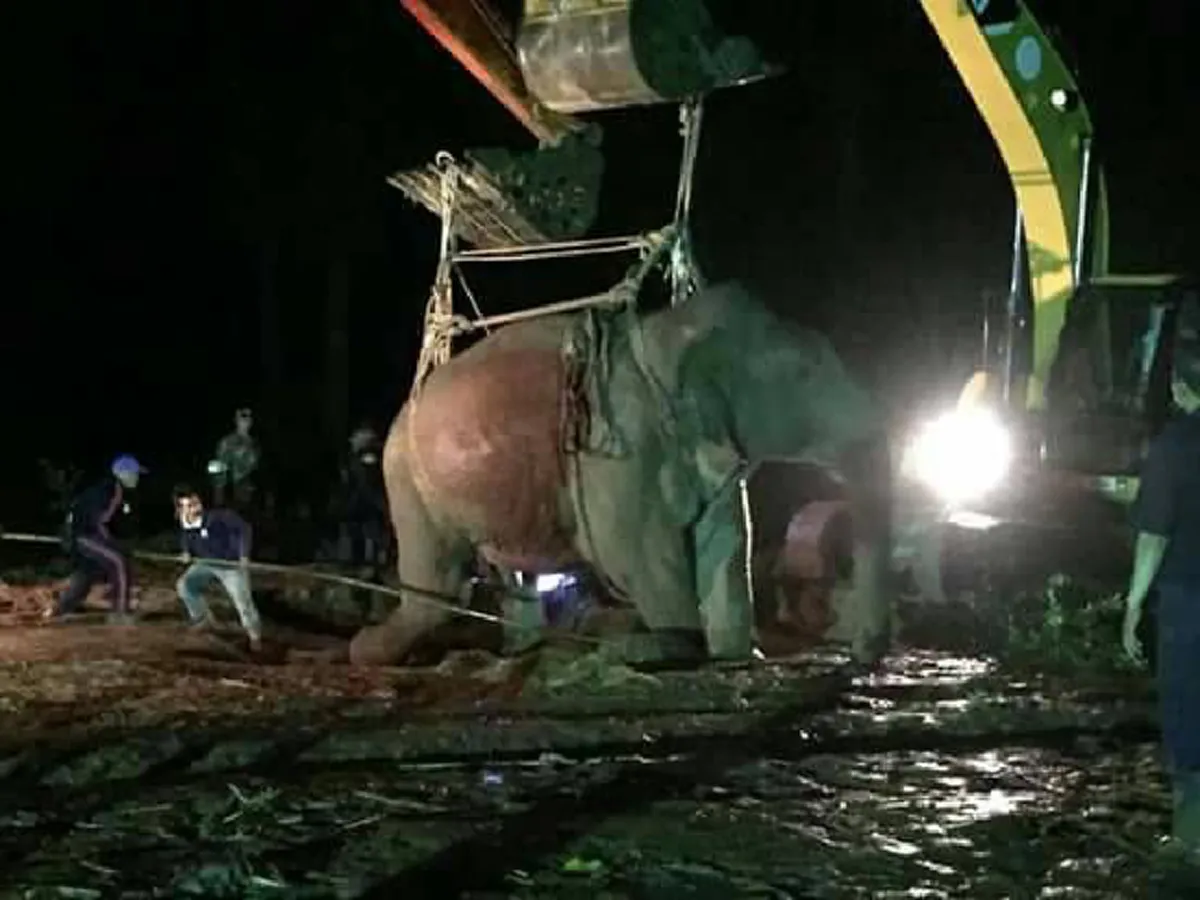 ข่าวดีสุดๆๆ!! ลุ้นมาทั้งคืน.."พลายชมพู" ช้างป่าพลัดจมน้ำคลอง ชาวบ้านเฮลั่นลุยตัดอ้อย กล้วย จัดมื้อใหญ่  ปลื้มใจคณะสัตวแพทย์ทำให้มันยืนได้??