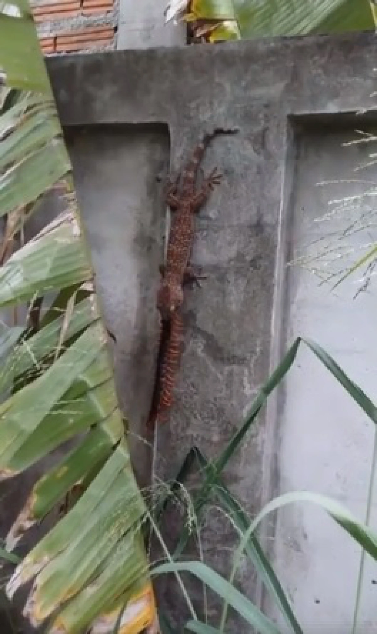 เลี้ยงไม่เสียข้าวสุก เผยคลิปตุ๊กแกเขมือบตะขาบไซส์บิ๊ก (คลิป)